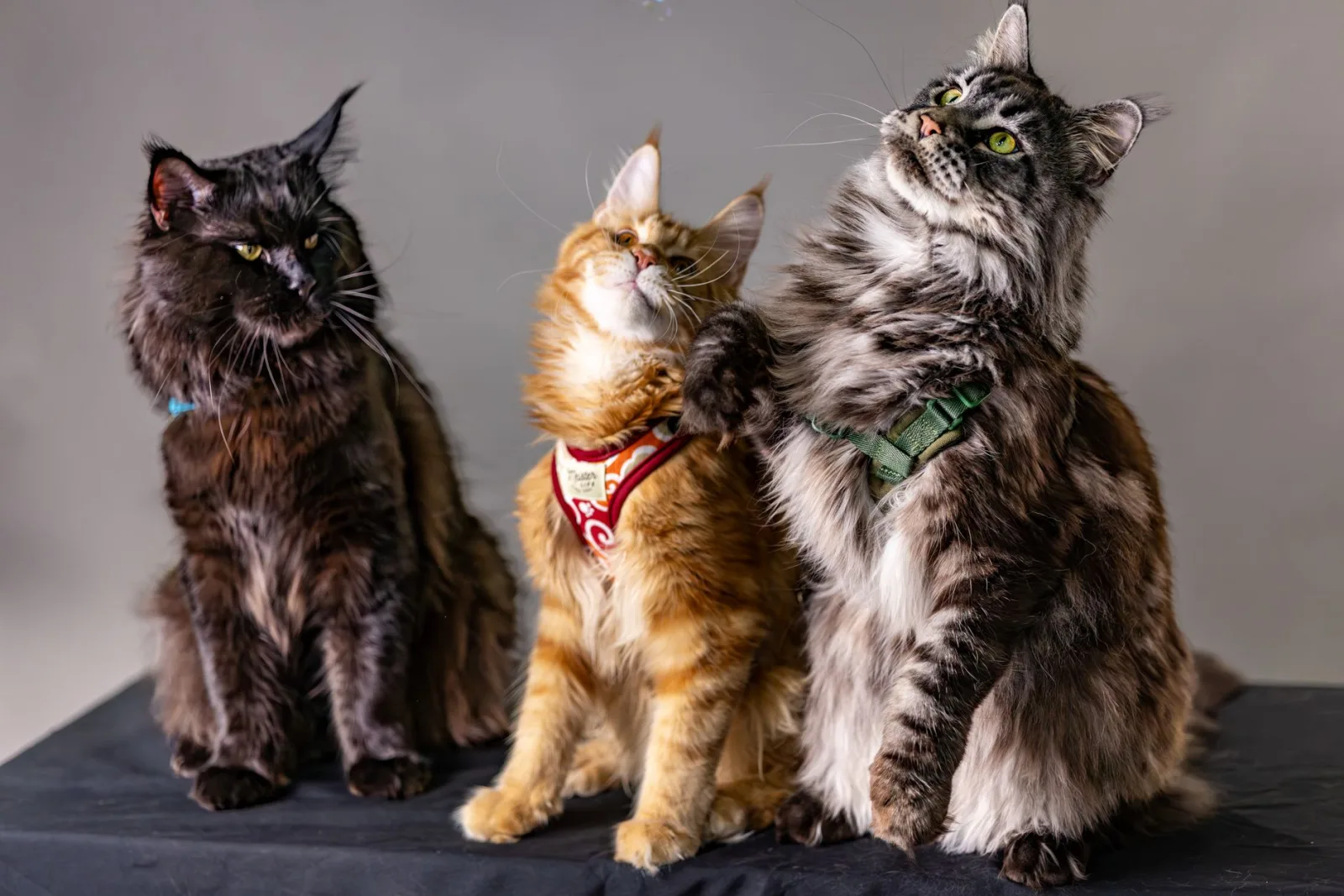 Maine Coon 3