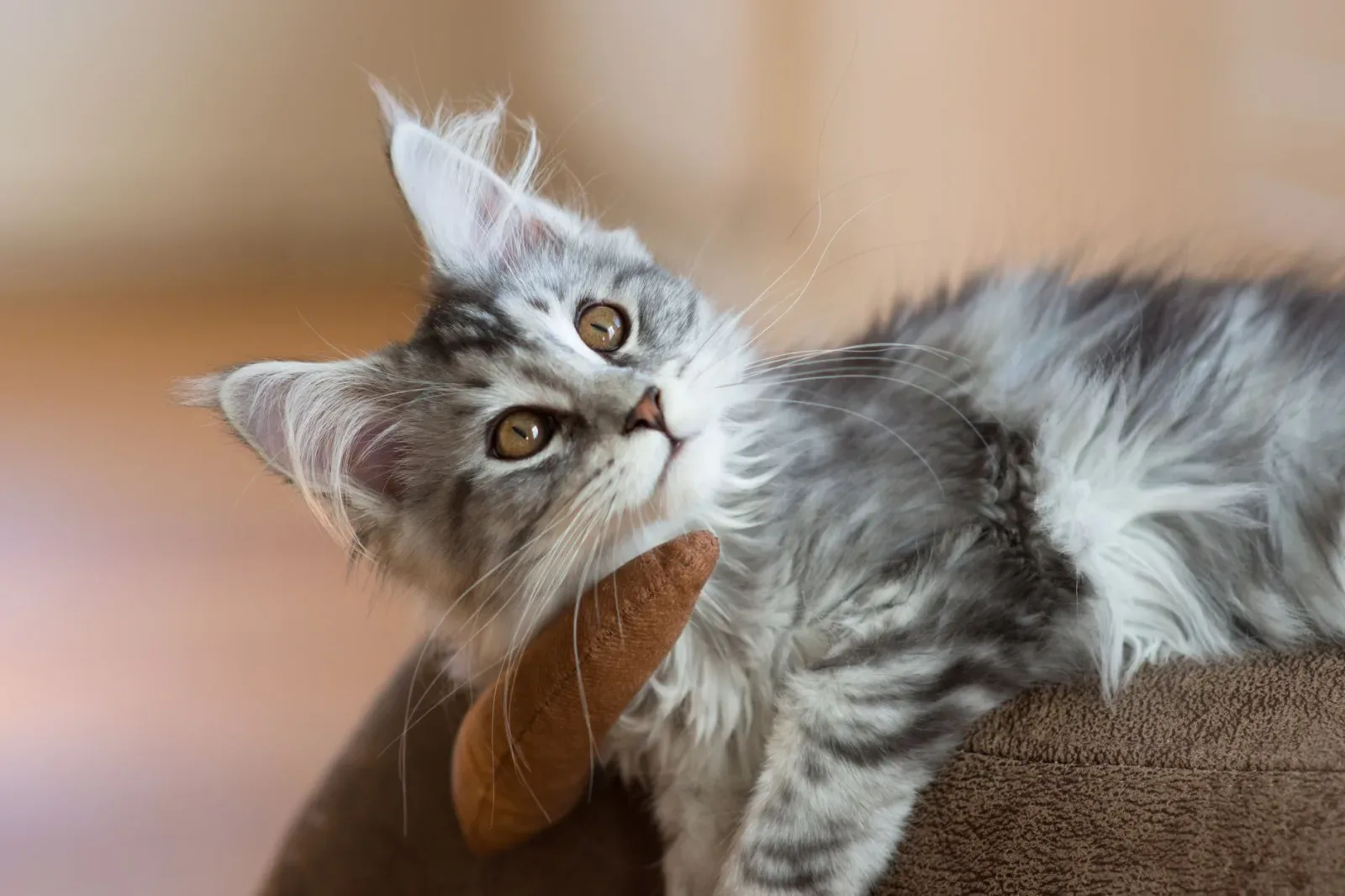 Maine Coon 4