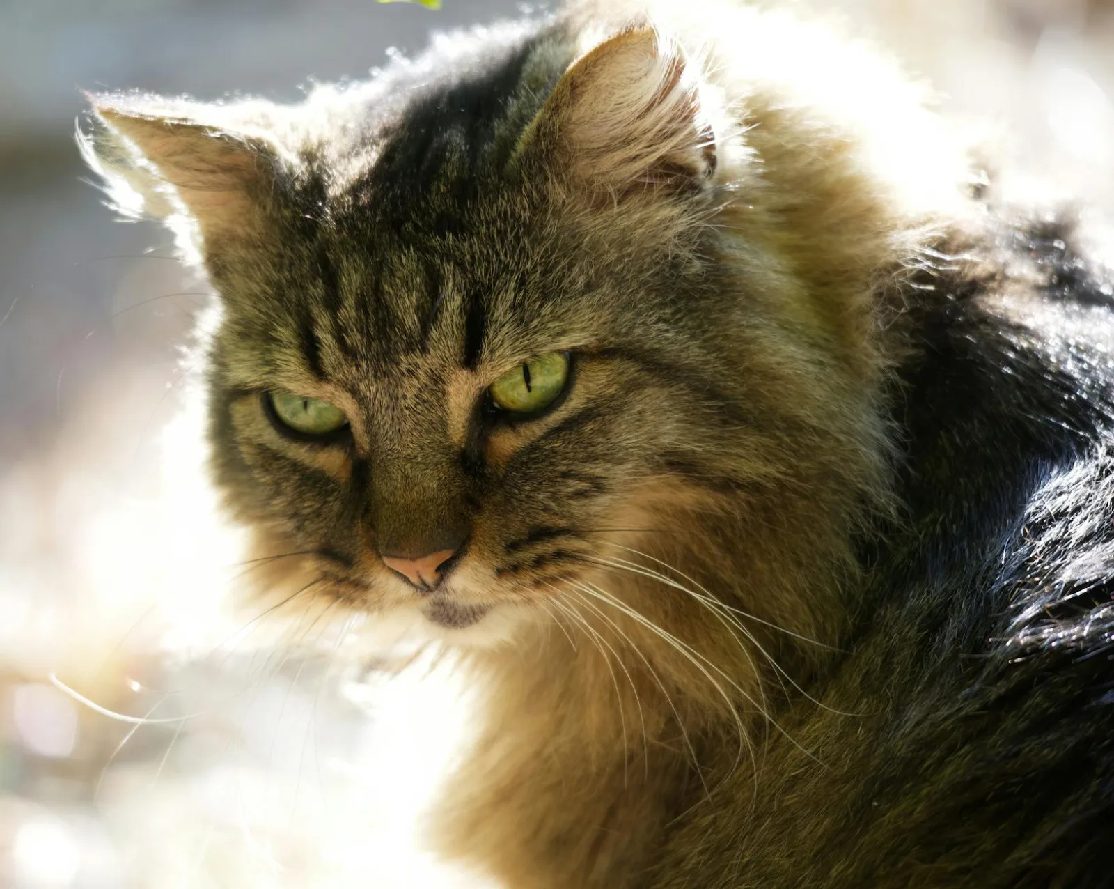 Maine Coon 5
