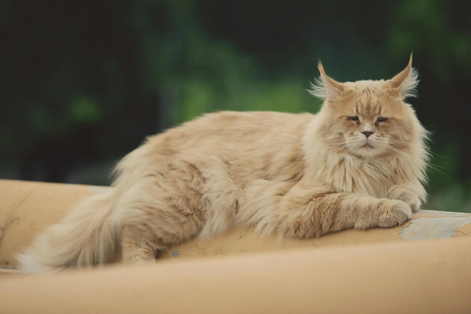 Maine Coon 6