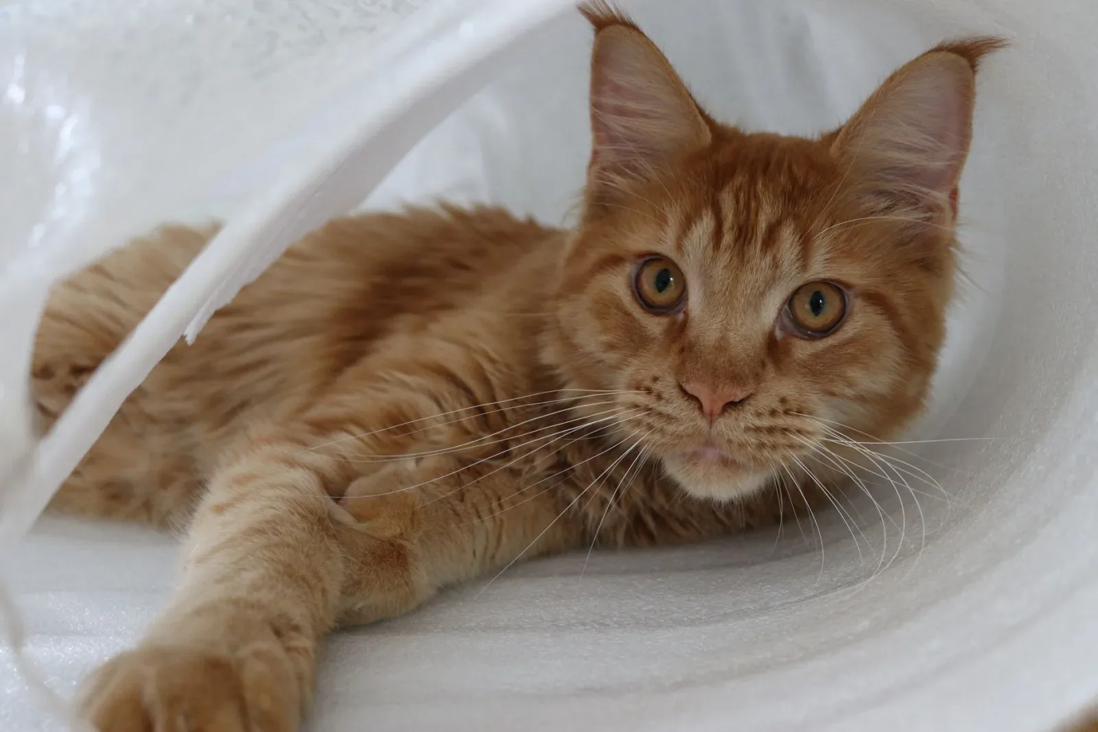 Maine Coon 7
