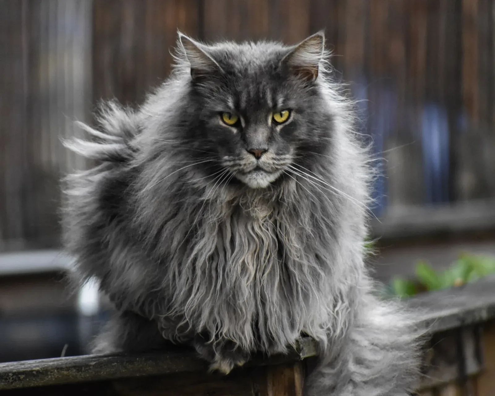 Maine Coon 8