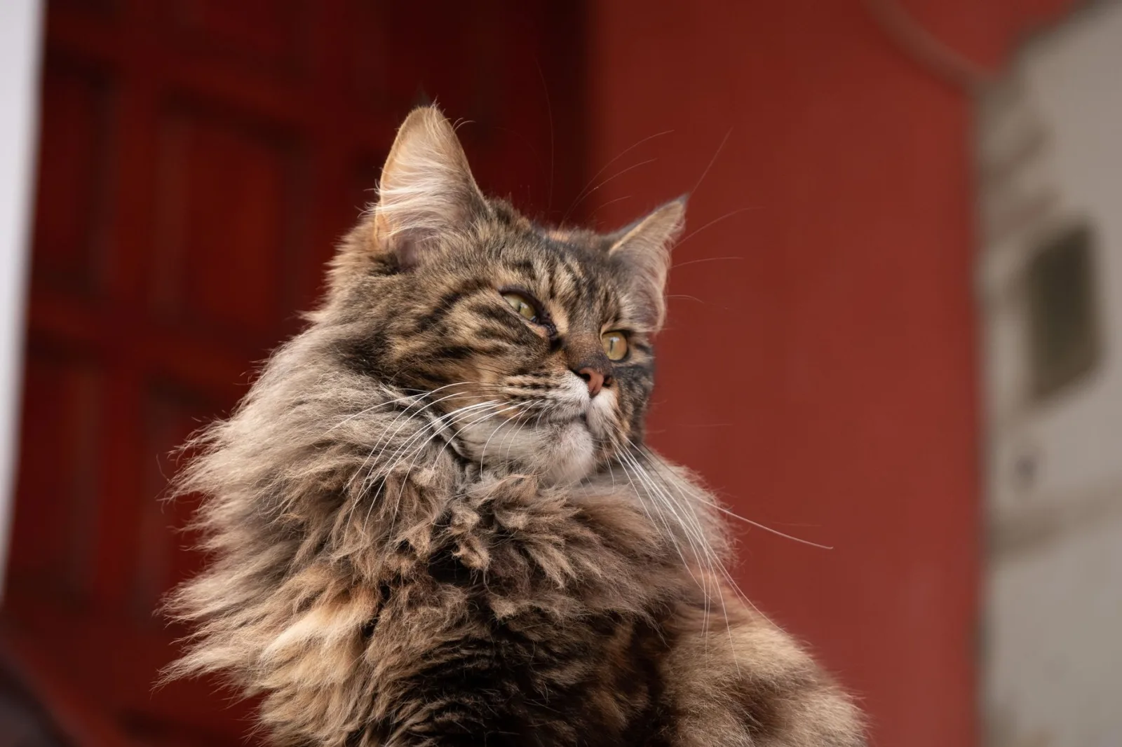 Maine Coon 9