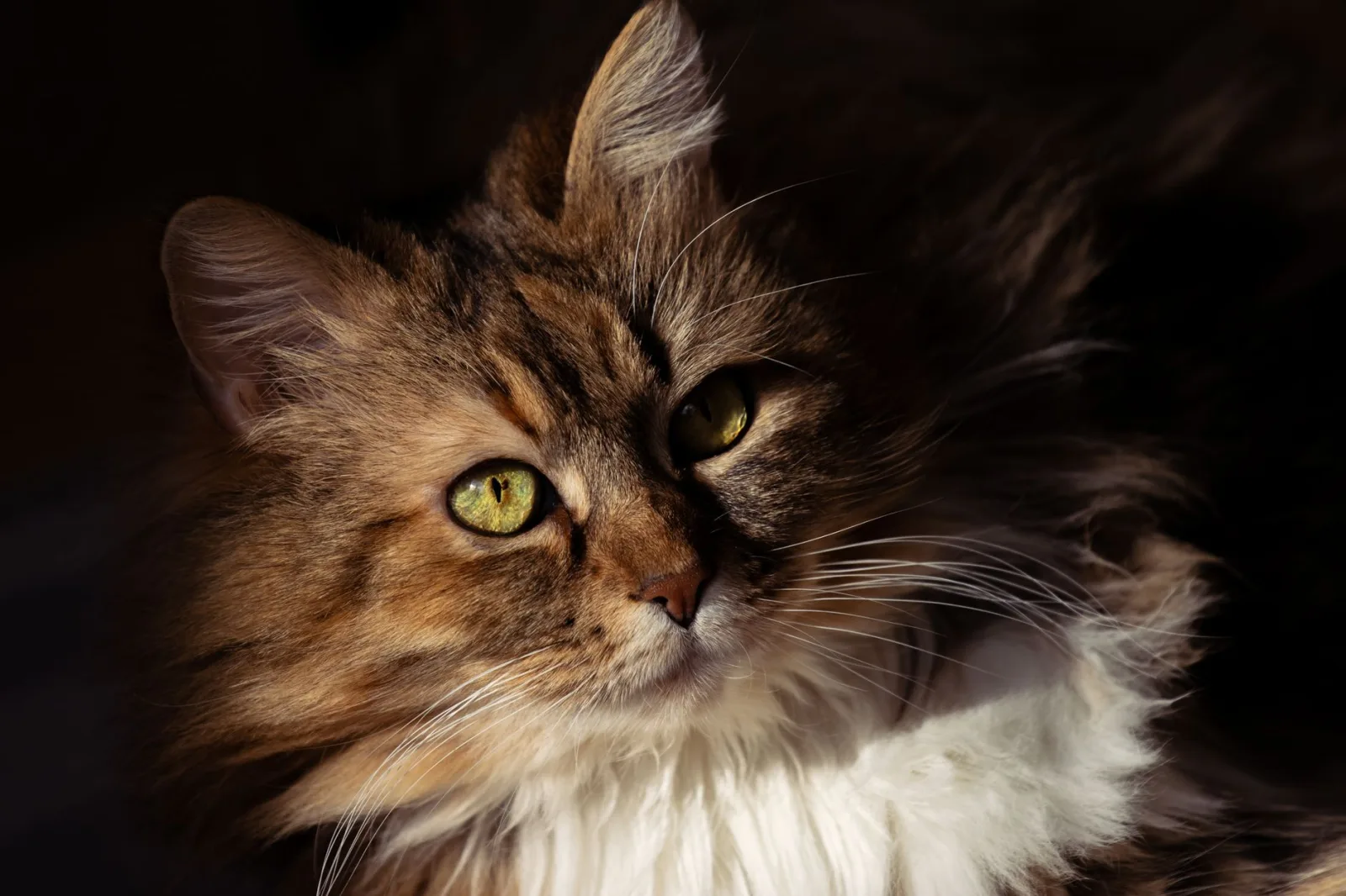 Norwegian Forest Cat 10