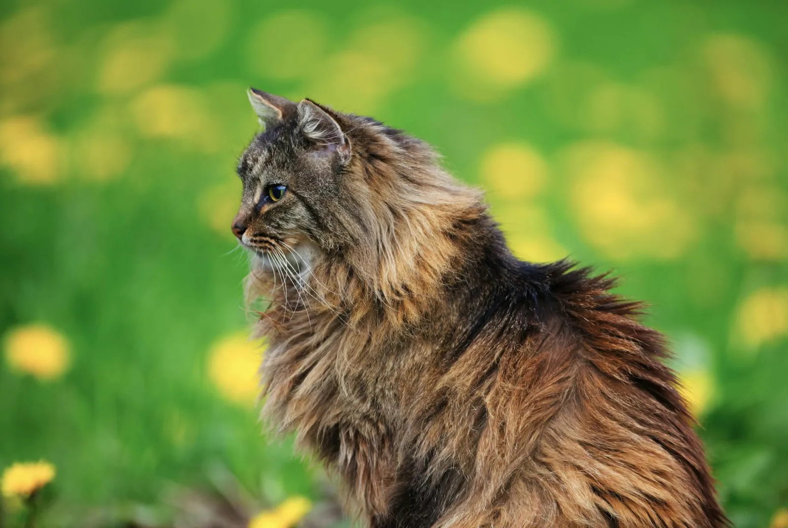 Norwegian Forest Cat 2