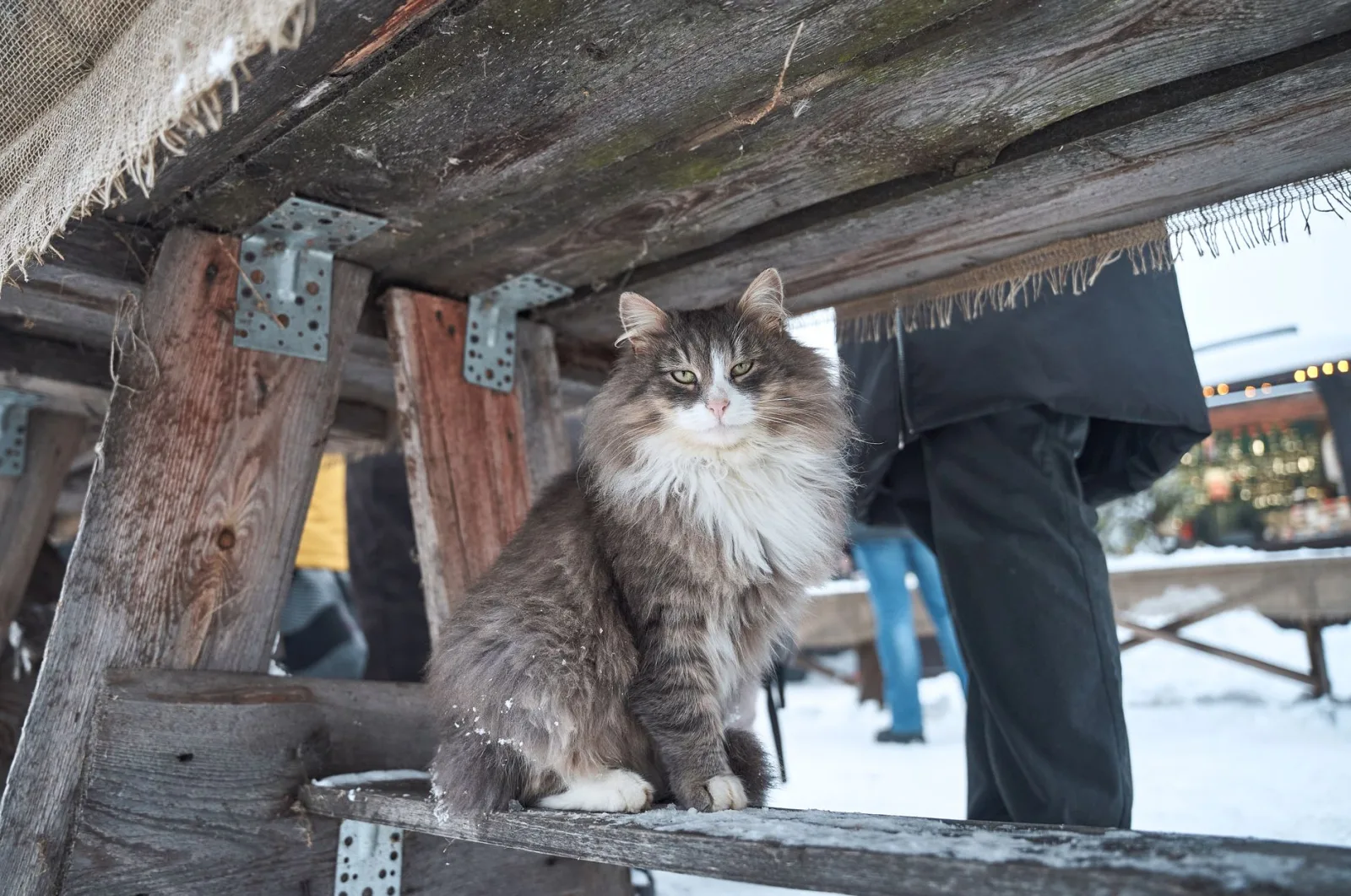 Norwegian Forest Cat 3