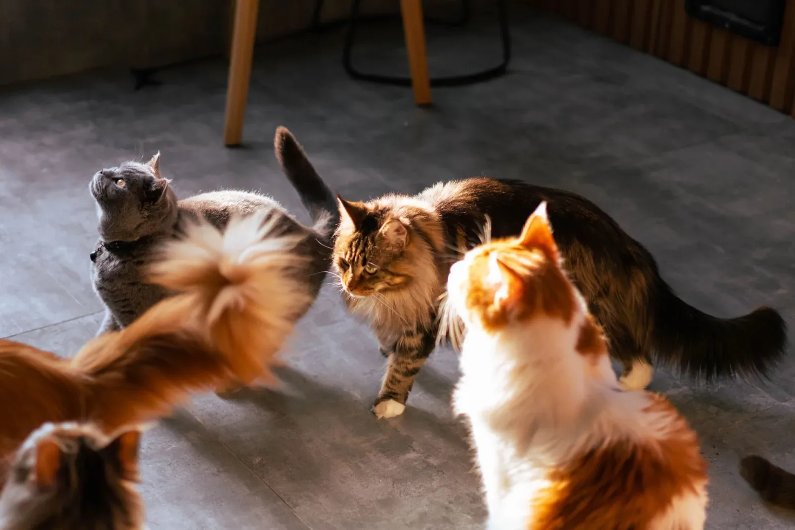 Norwegian Forest Cat 4