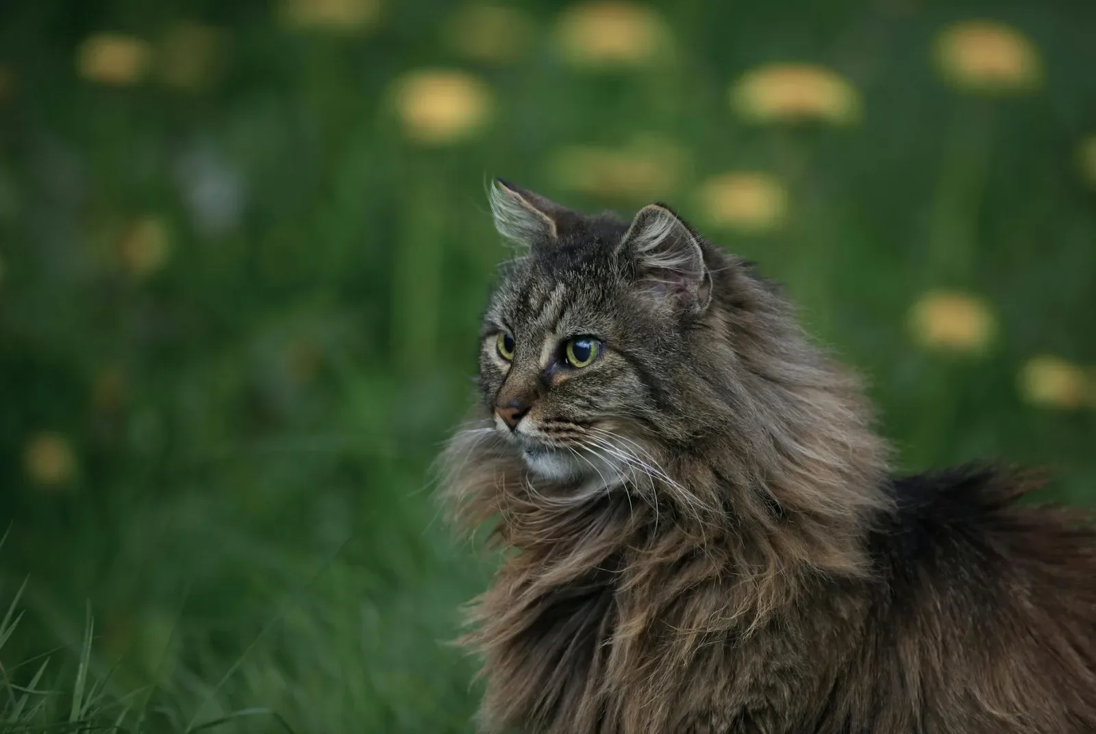 Norwegian Forest Cat 5