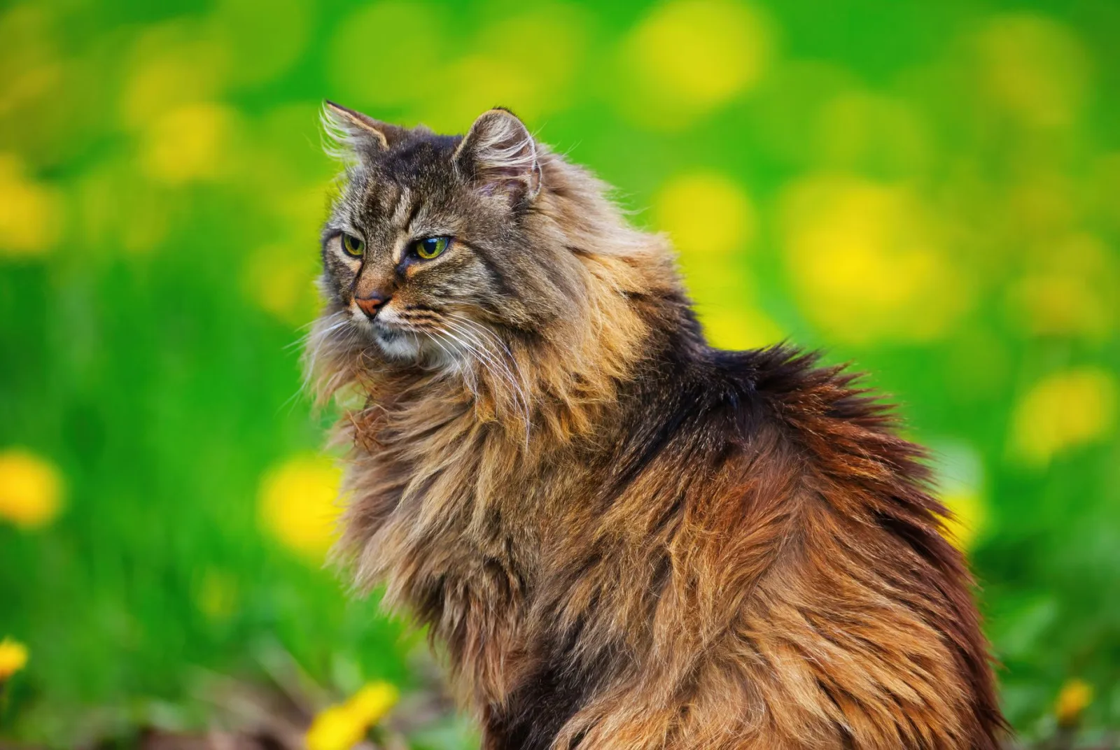 Norwegian Forest Cat 7