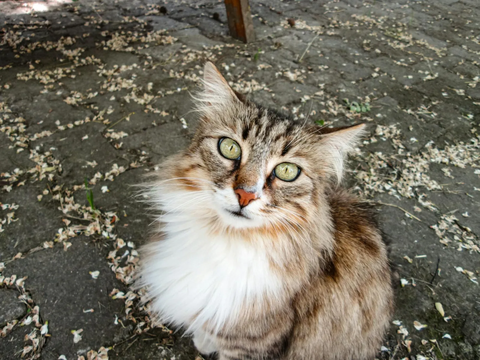 Norwegian Forest Cat 8