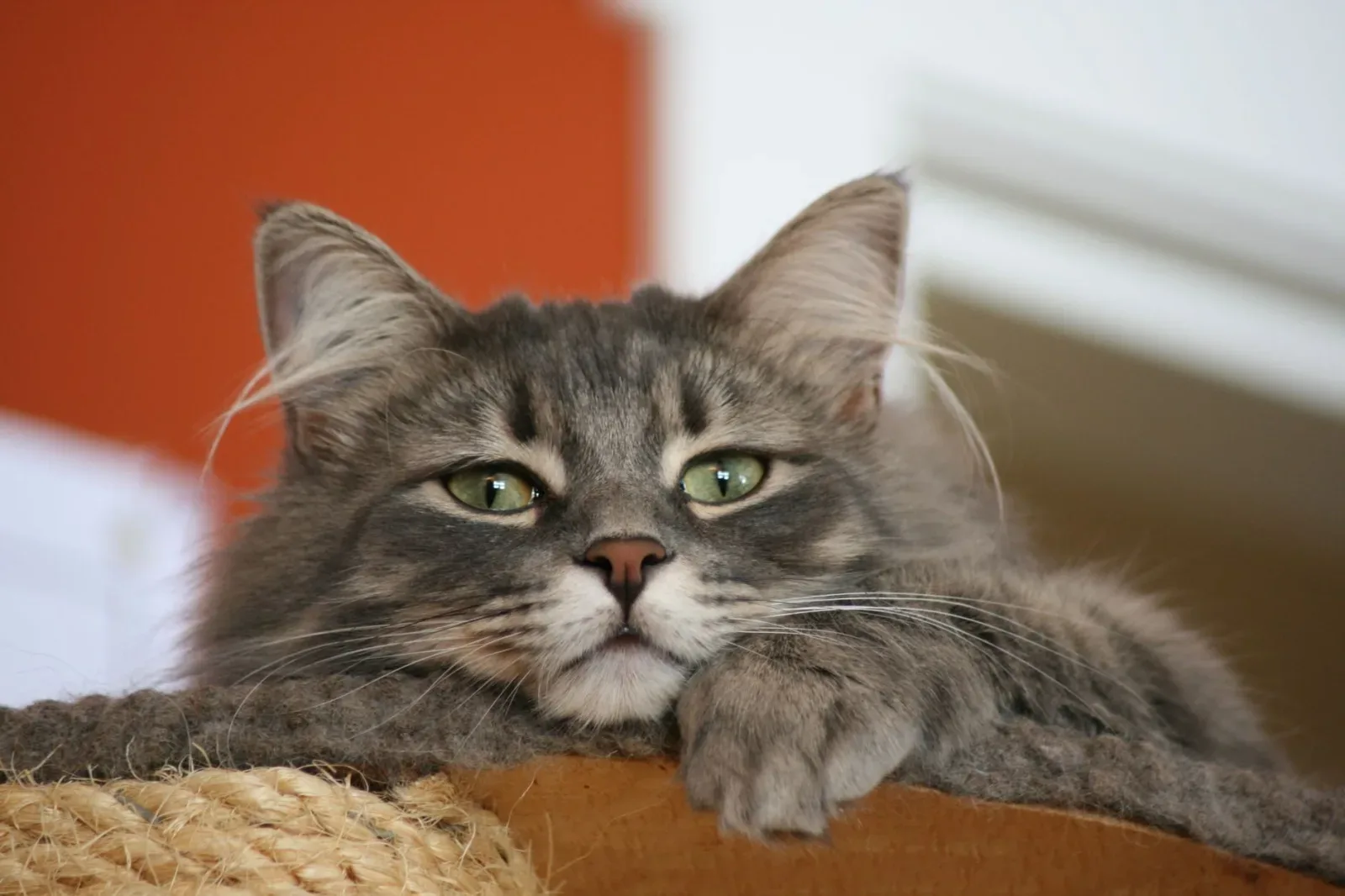 Norwegian Forest Cat 9
