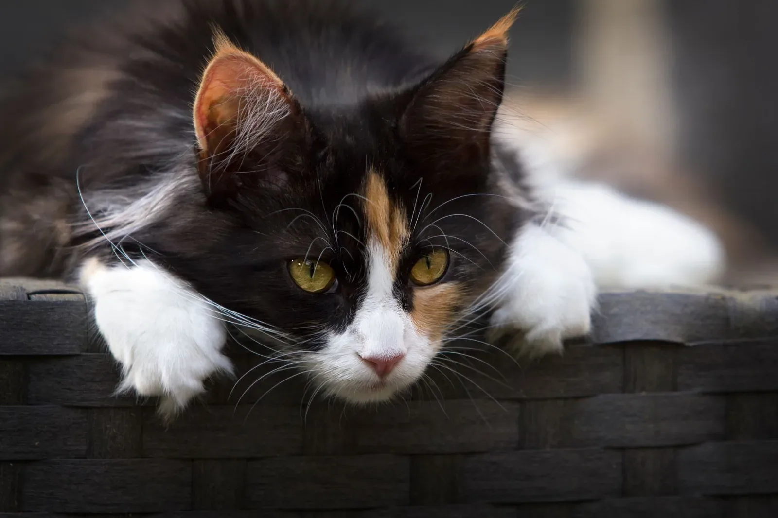 Norwegian Forest Cat
