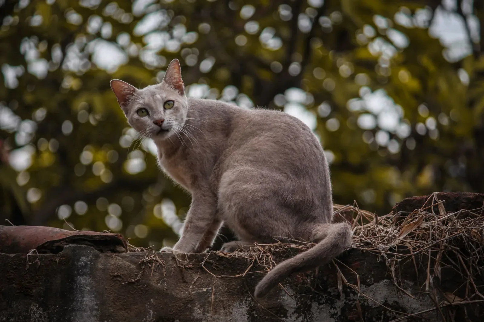 Oriental Shorthair 10