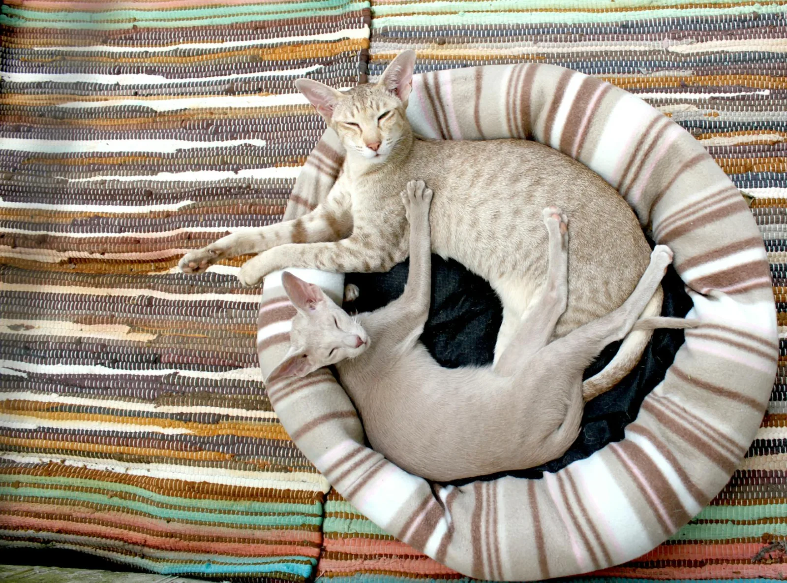 Oriental Shorthair 2