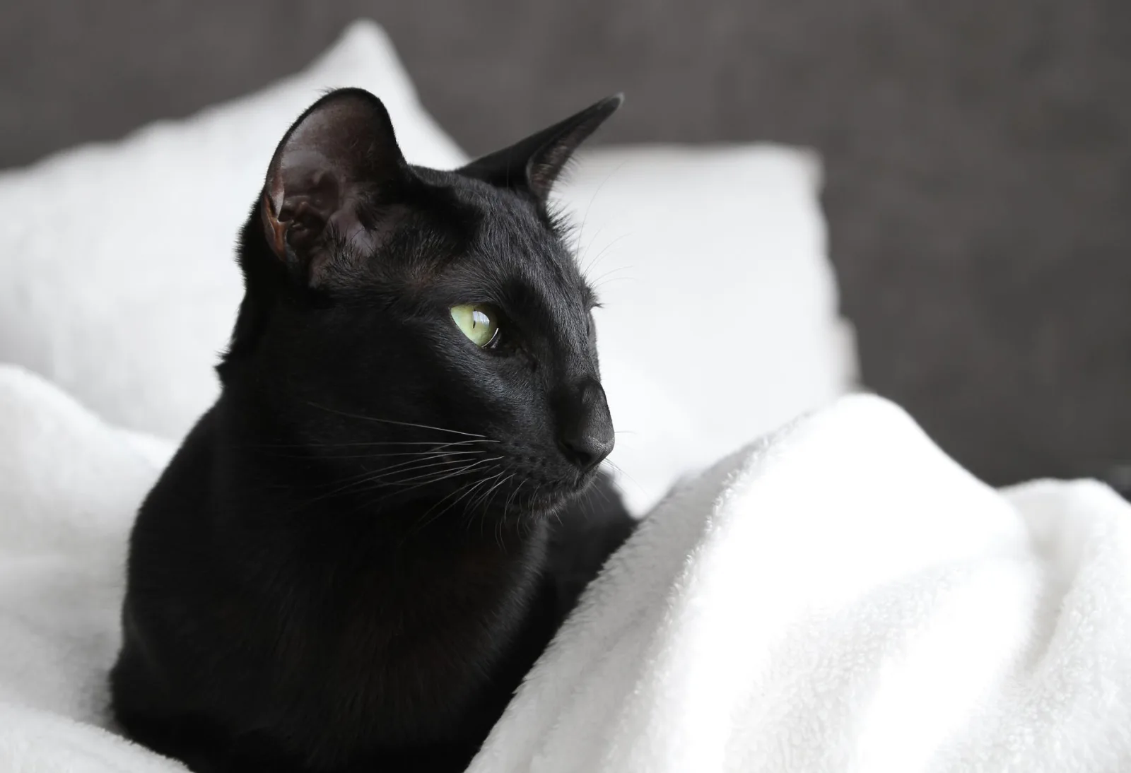 Oriental Shorthair 3