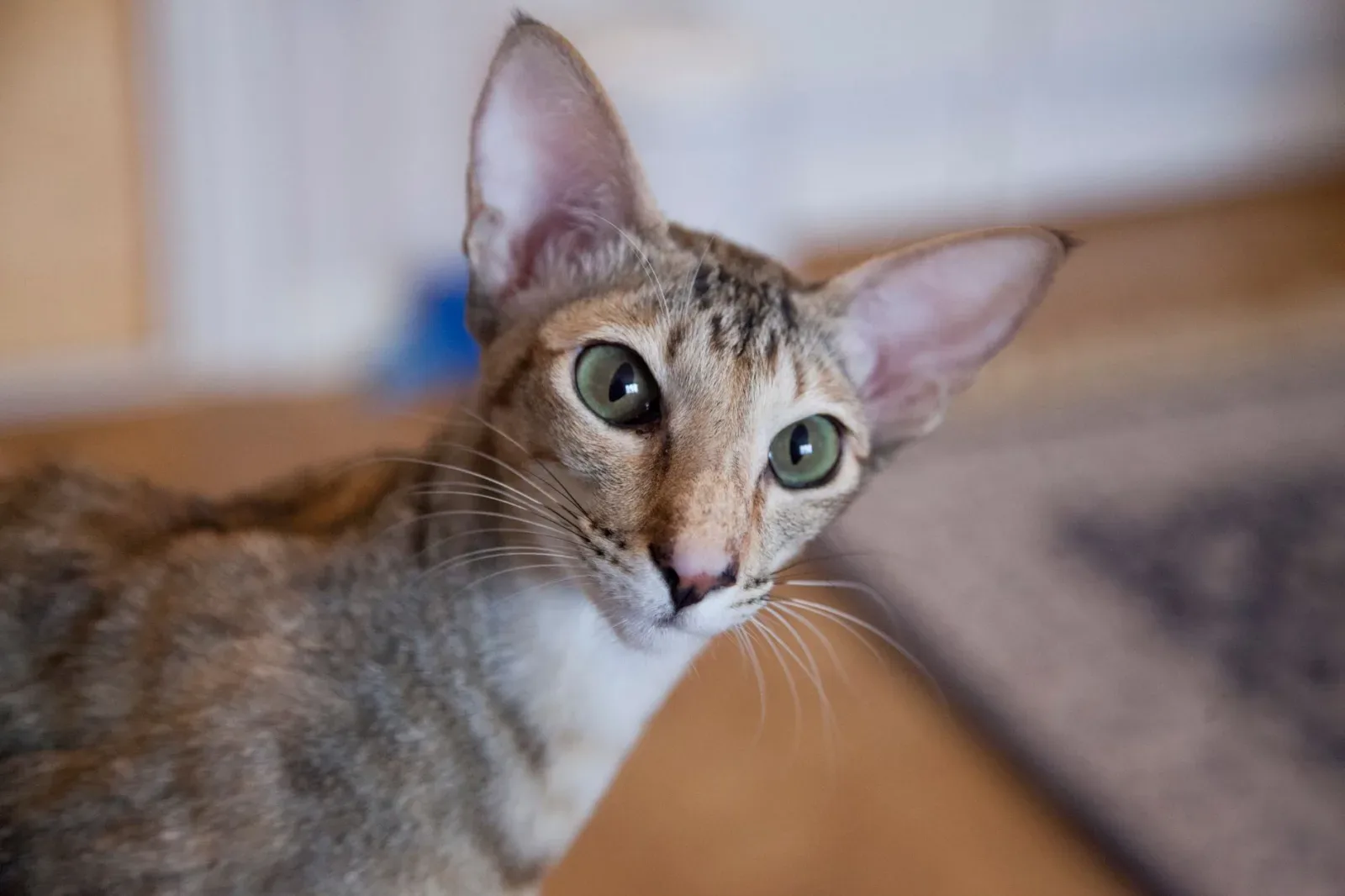 Oriental Shorthair 4
