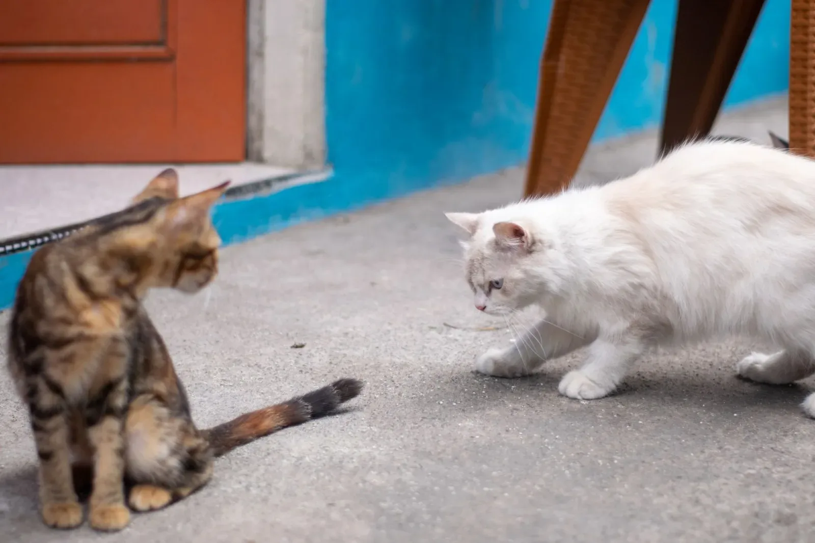 Oriental Shorthair 5