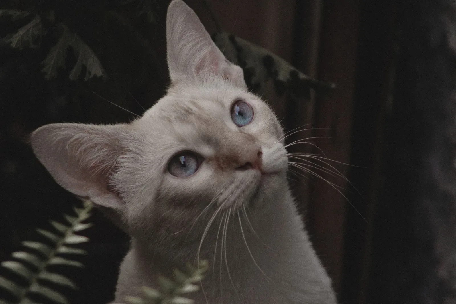 Oriental Shorthair 6