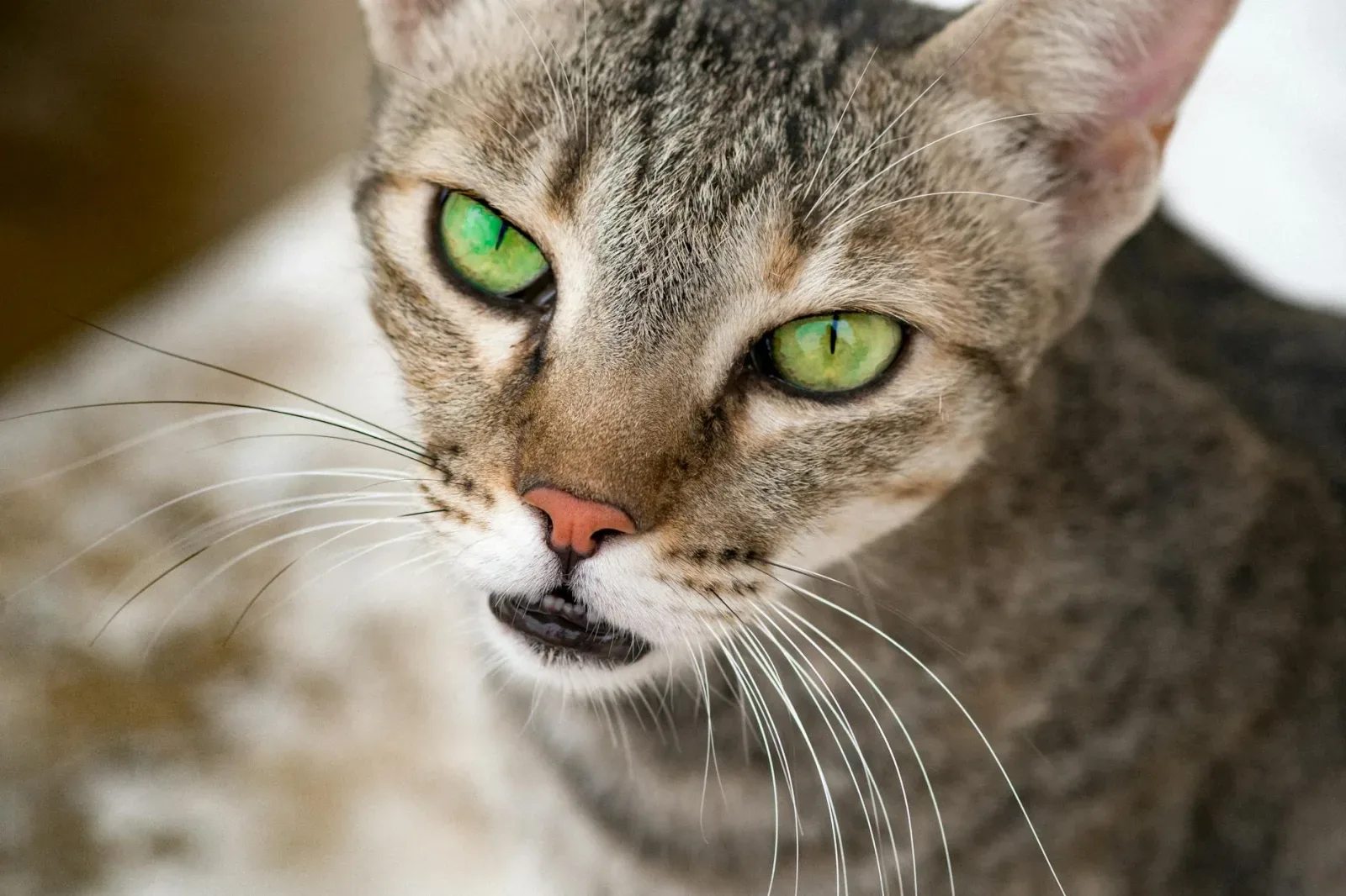 Oriental Shorthair 7