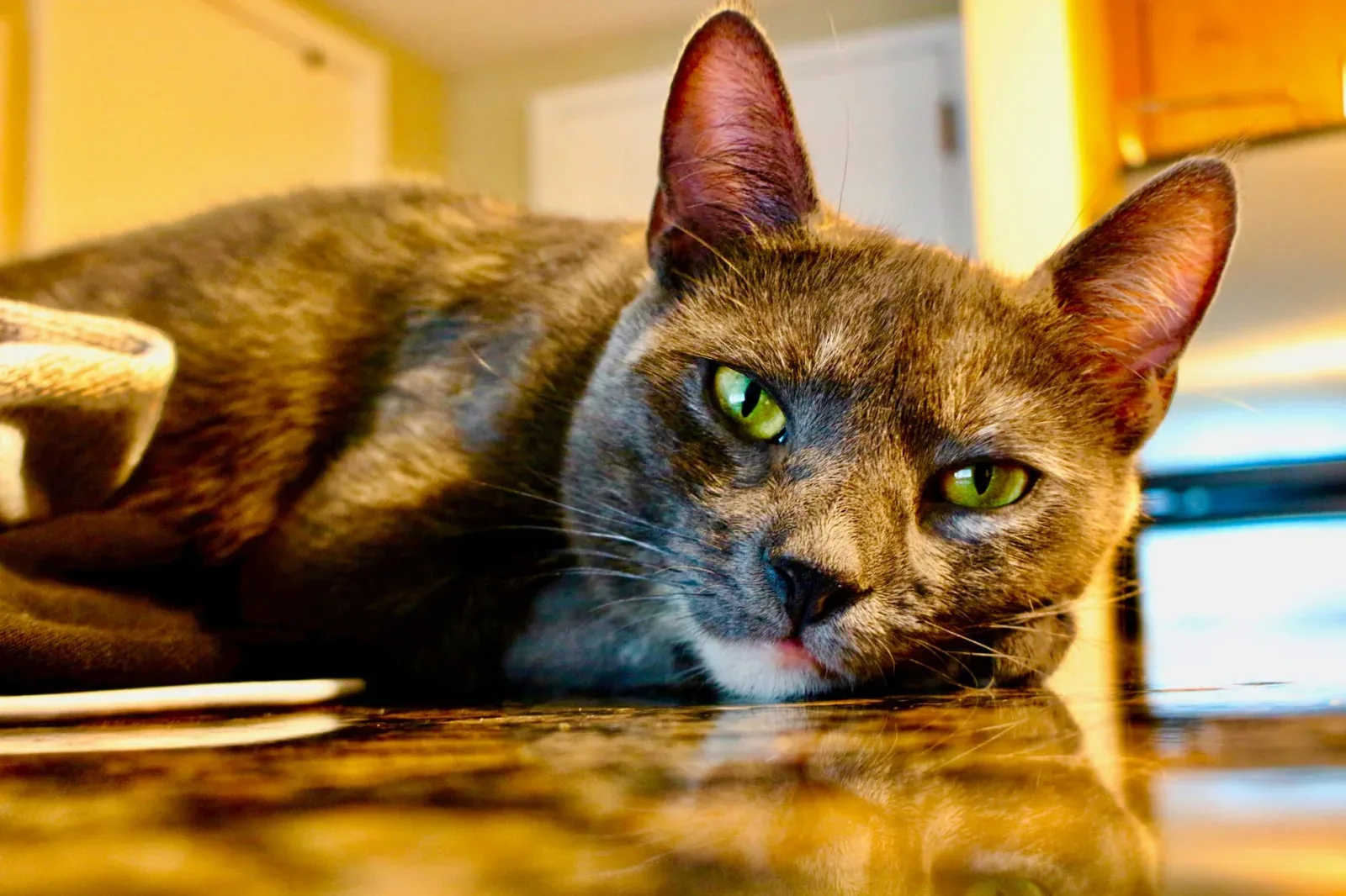 Oriental Shorthair 8