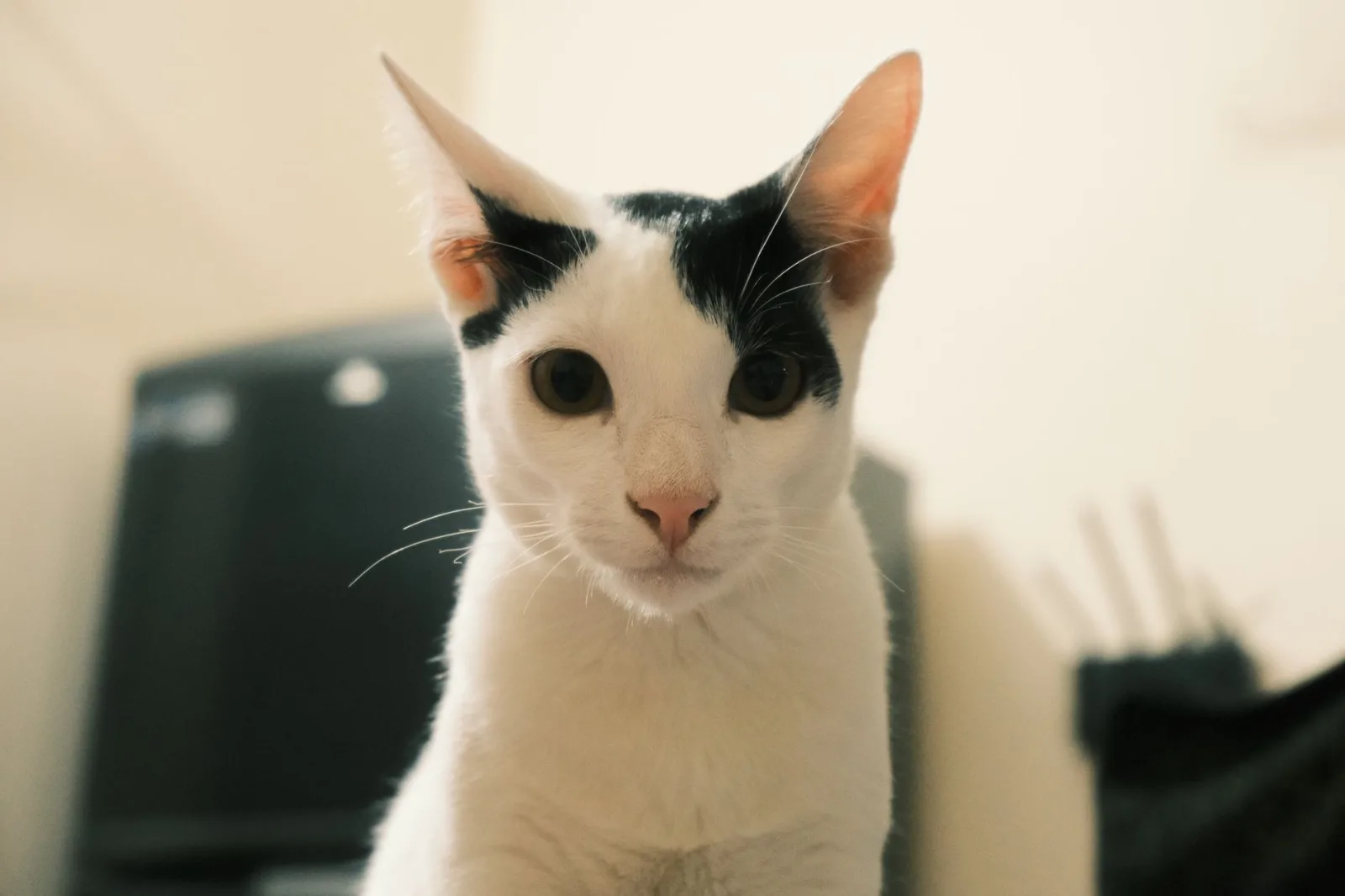 Oriental Shorthair 9