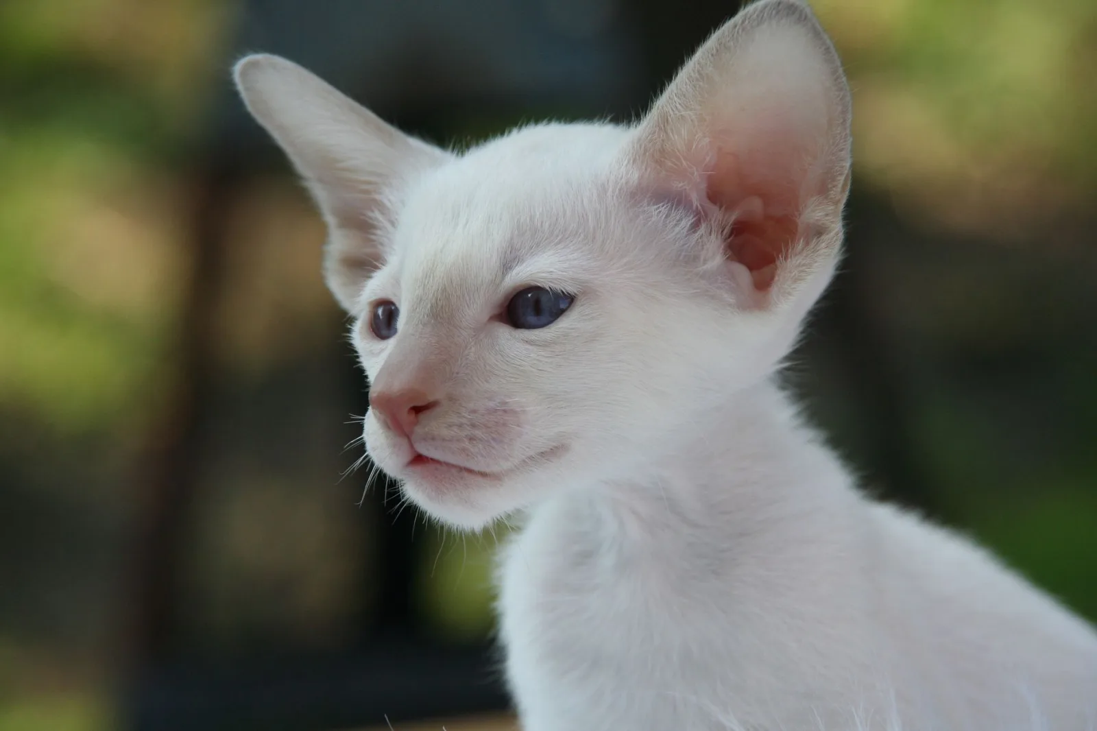 Oriental Shorthair