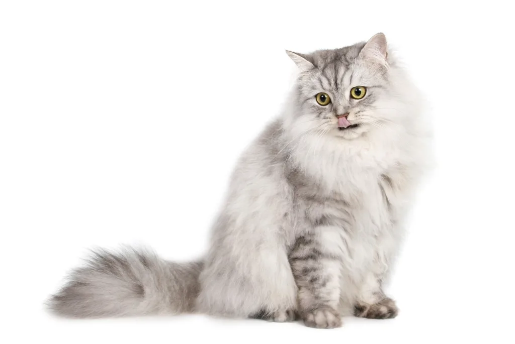 Persian 2