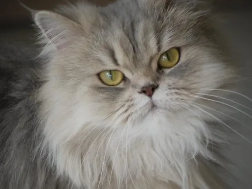 Persian 4