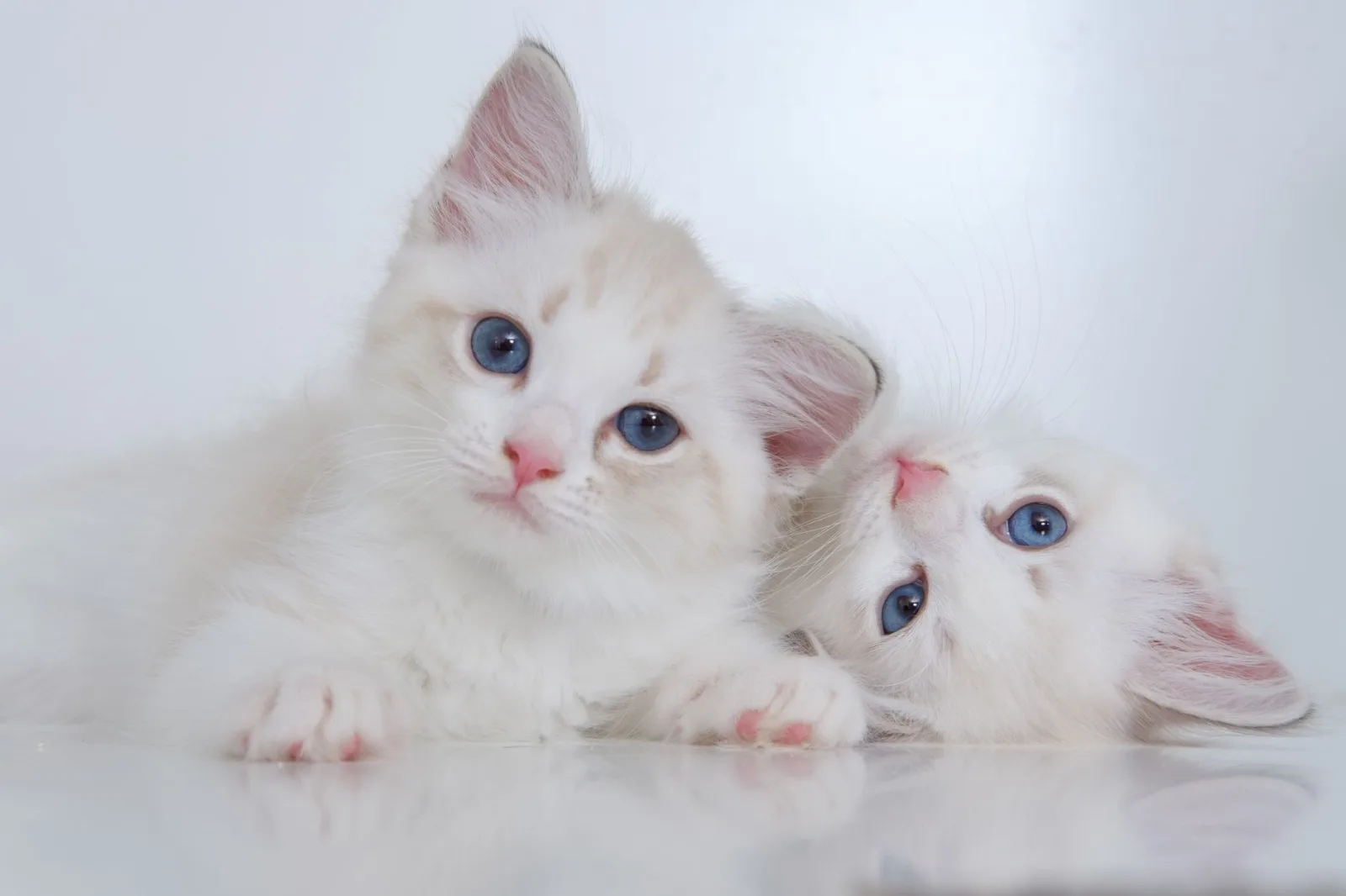 Ragdoll 1