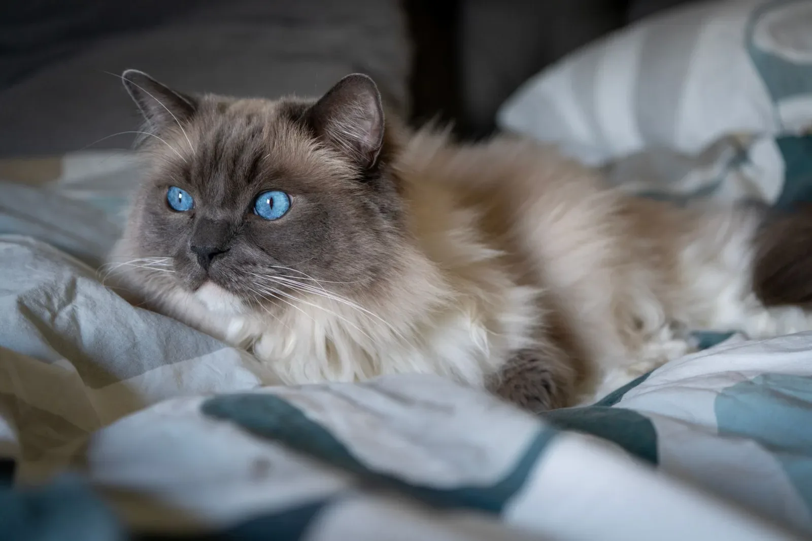 Ragdoll 10