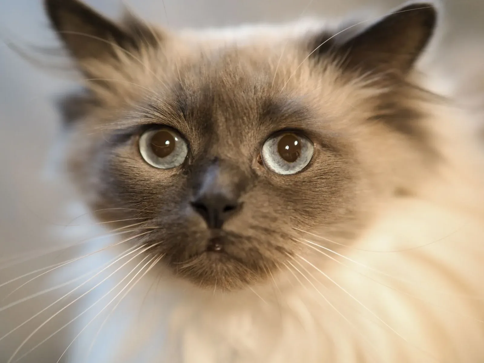 Ragdoll 2