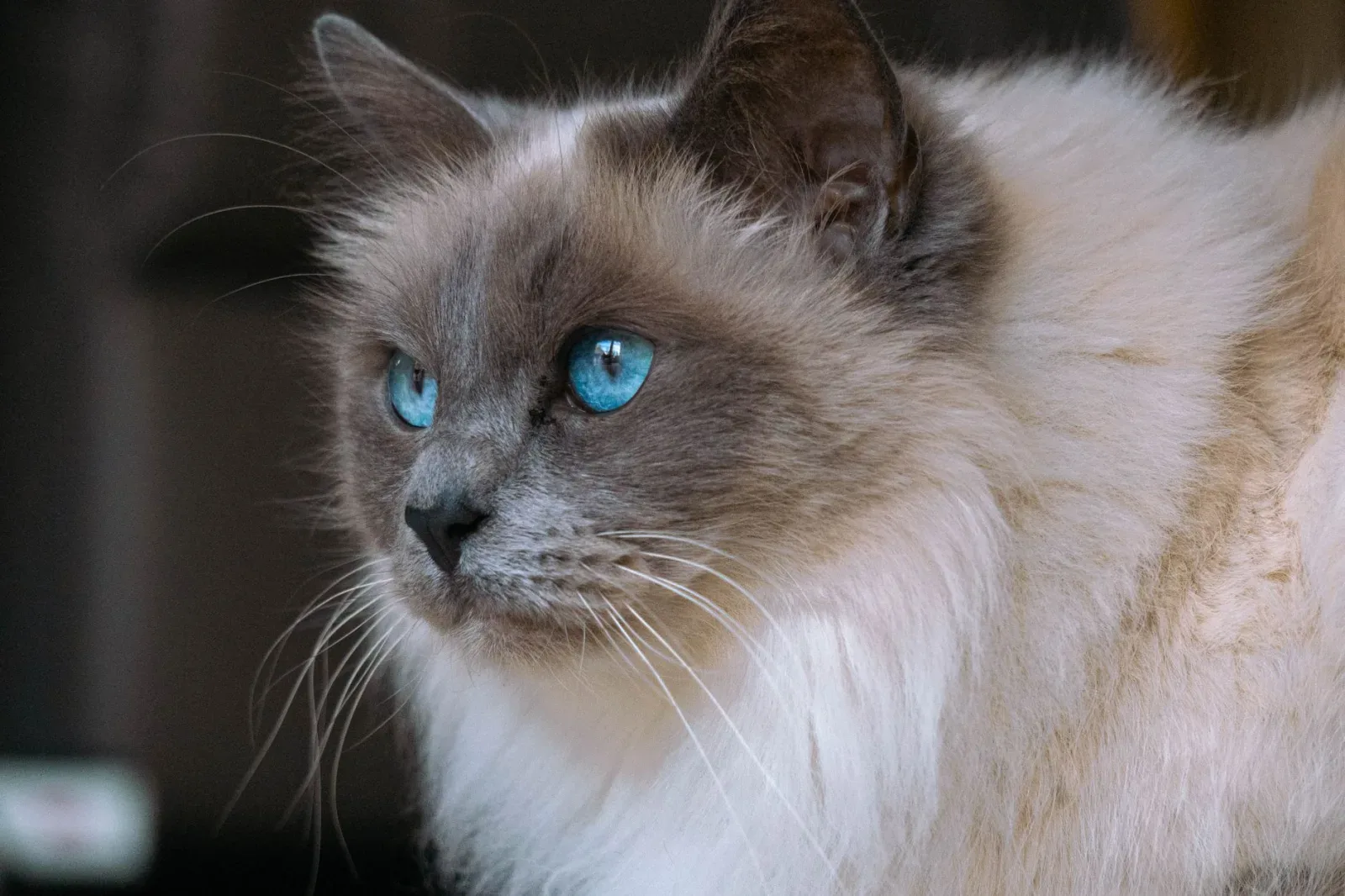 Ragdoll 3