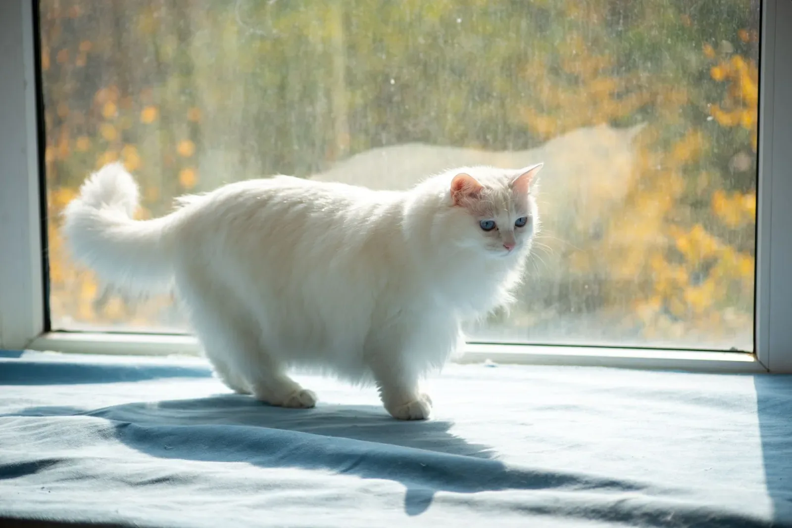 Ragdoll 4