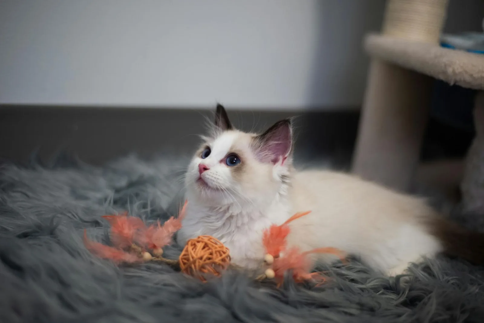 Ragdoll 5