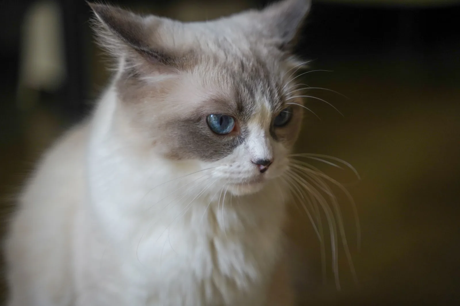 Ragdoll 6
