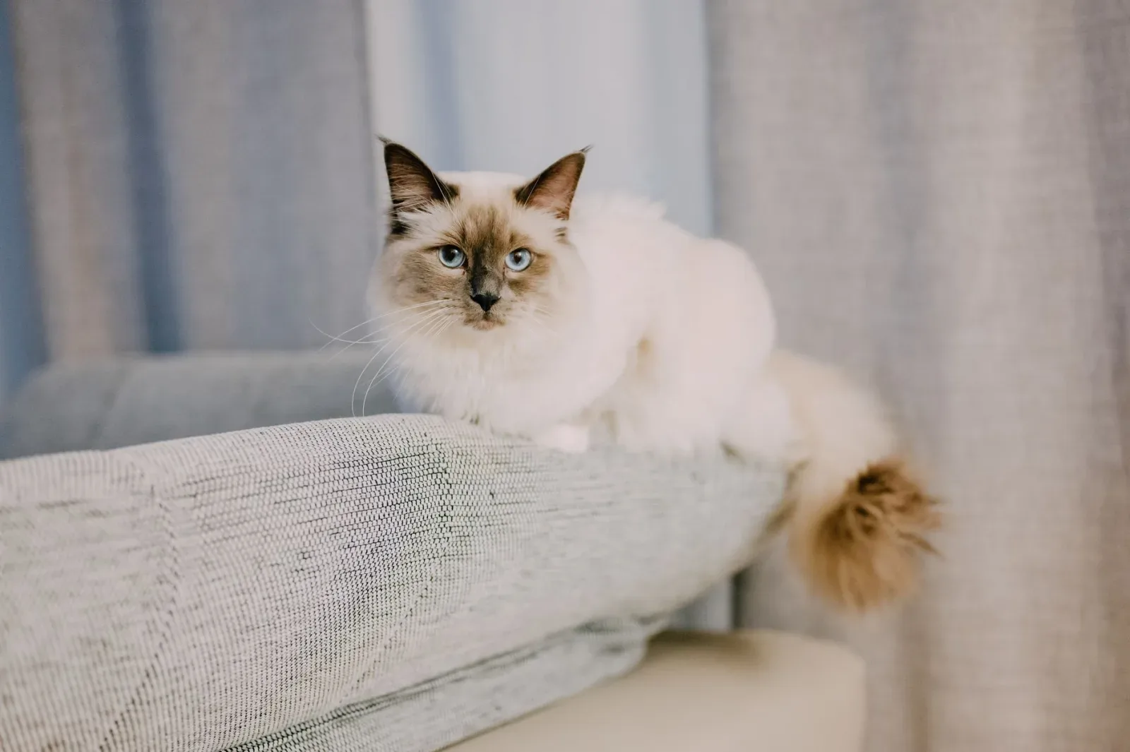Ragdoll 7