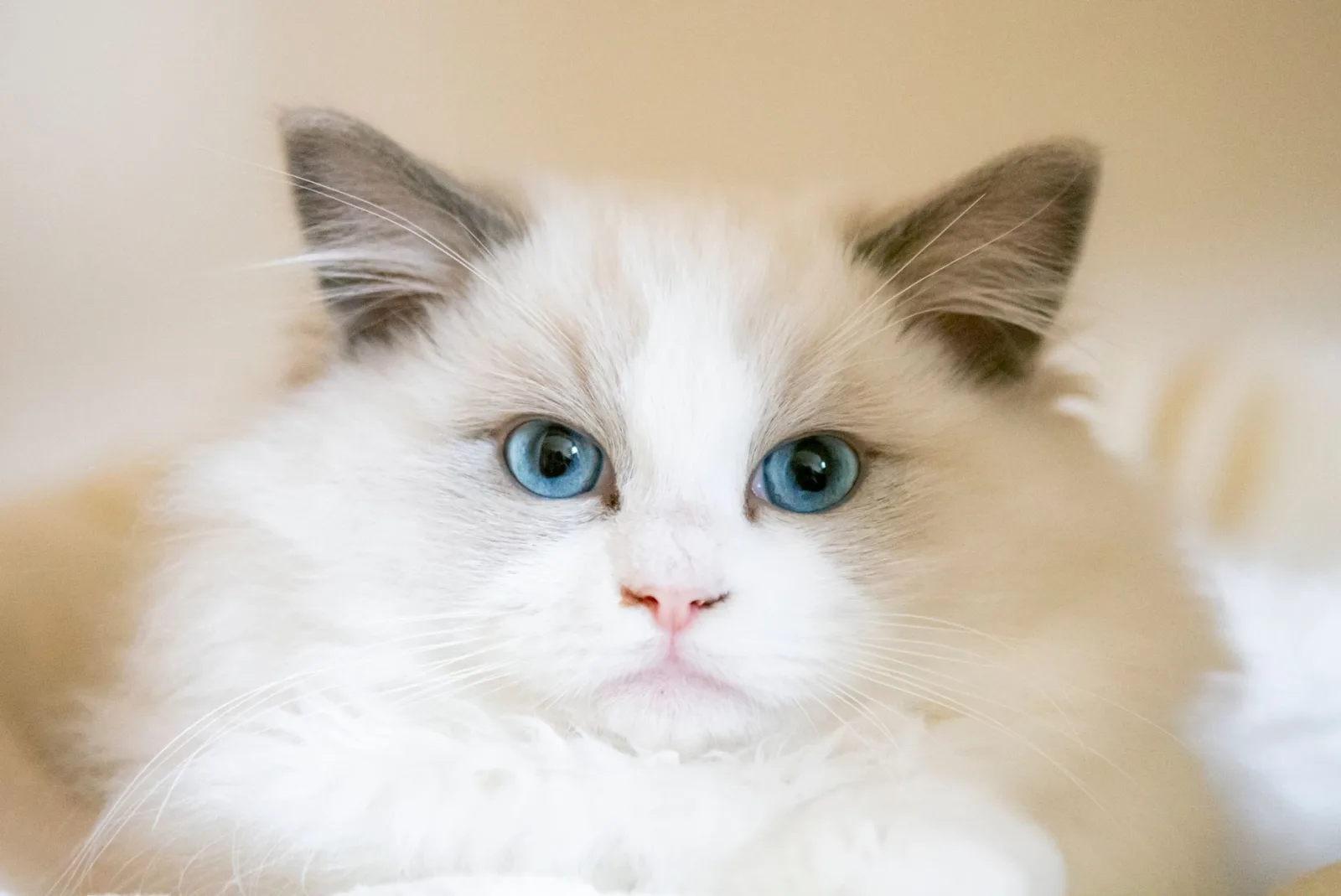 Ragdoll 8