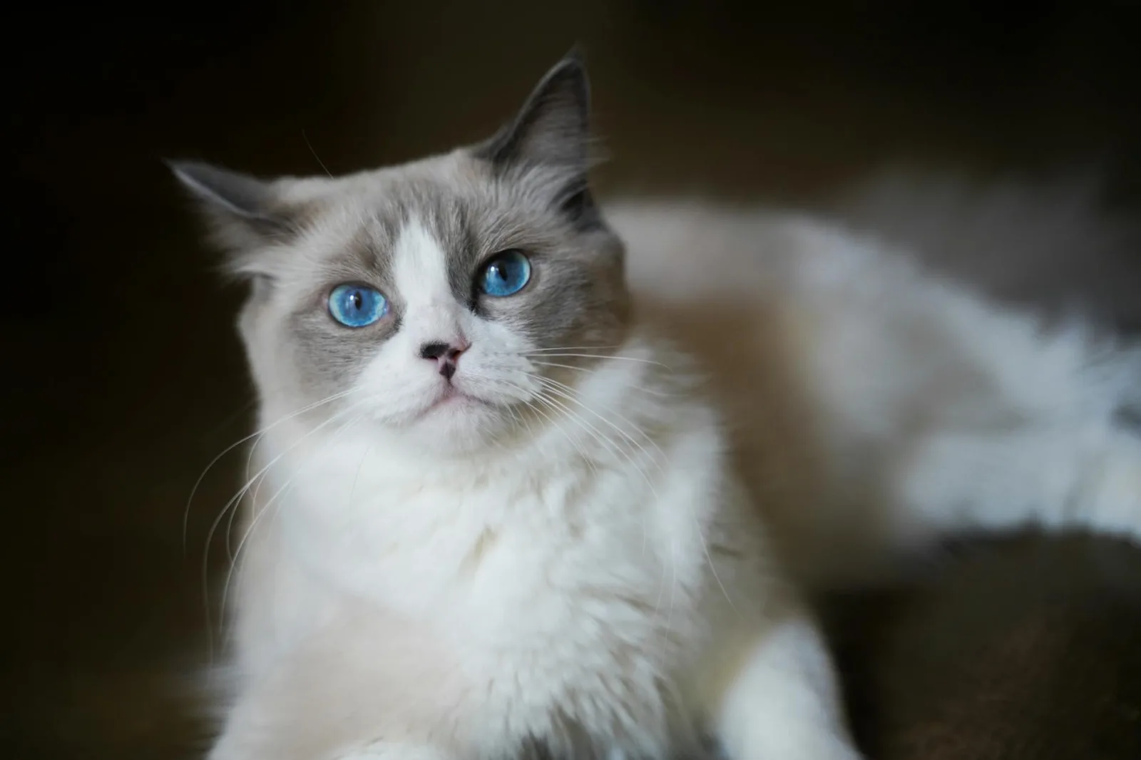 Ragdoll 9