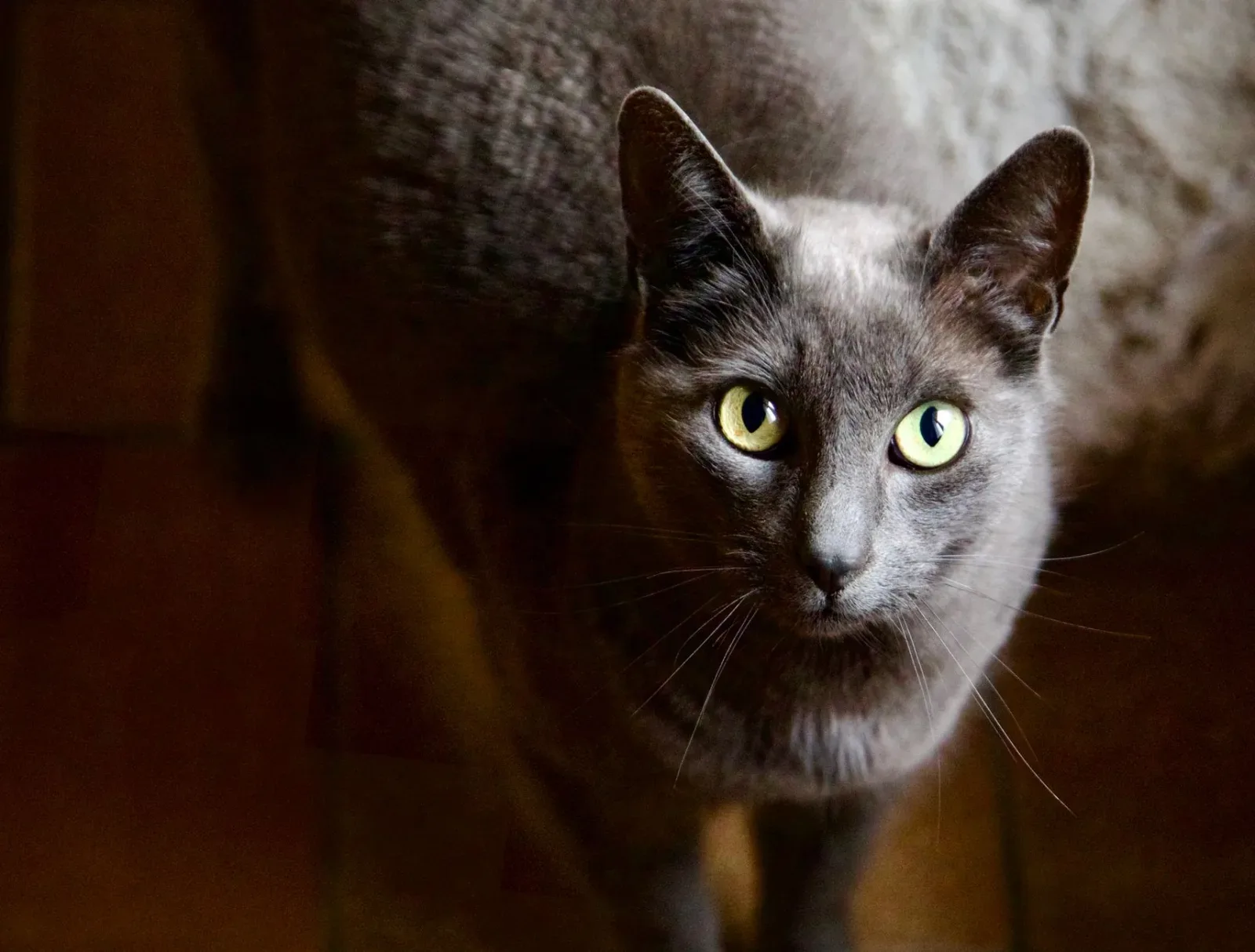 Russian Blue 10