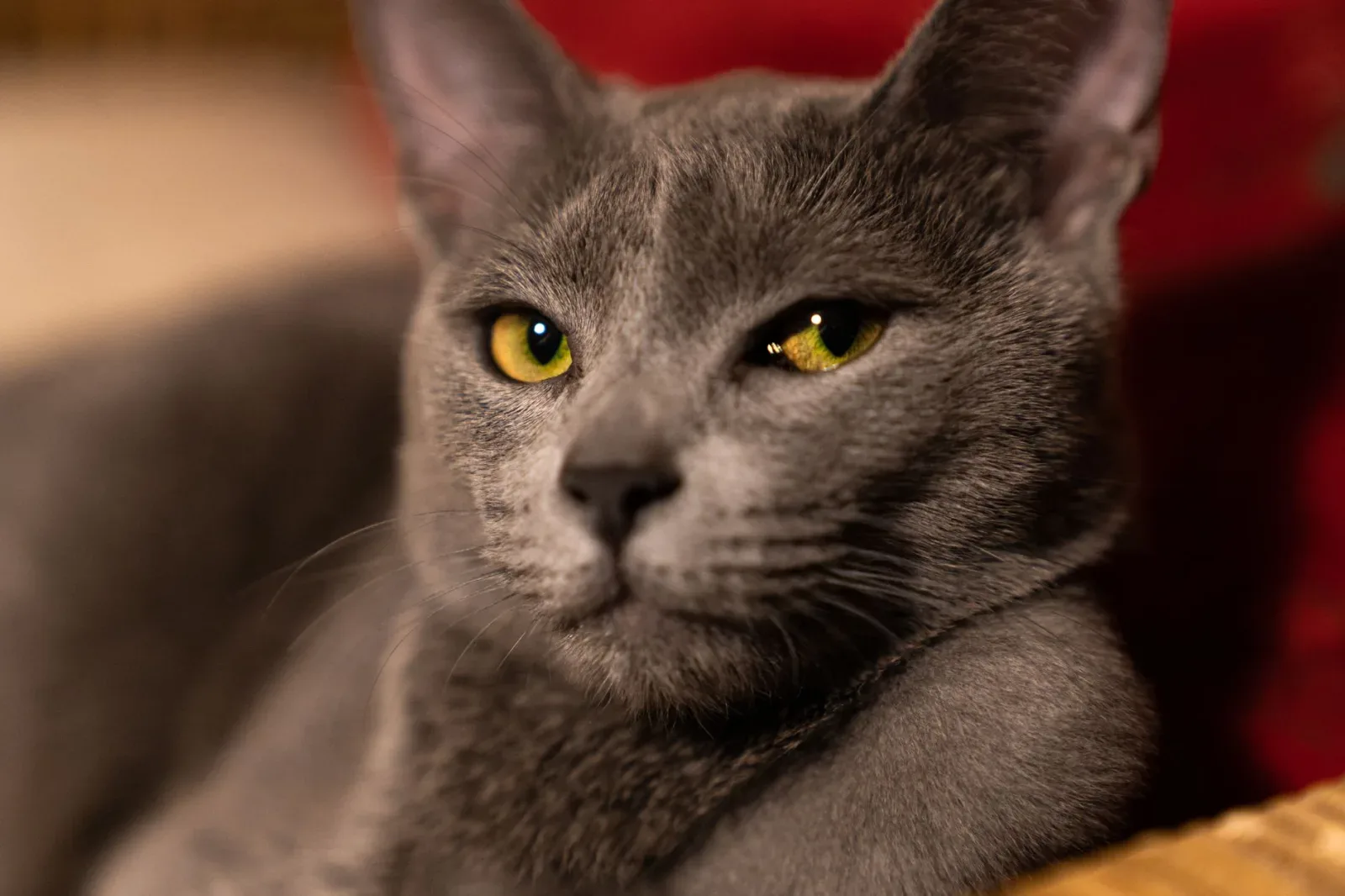 Russian Blue 2