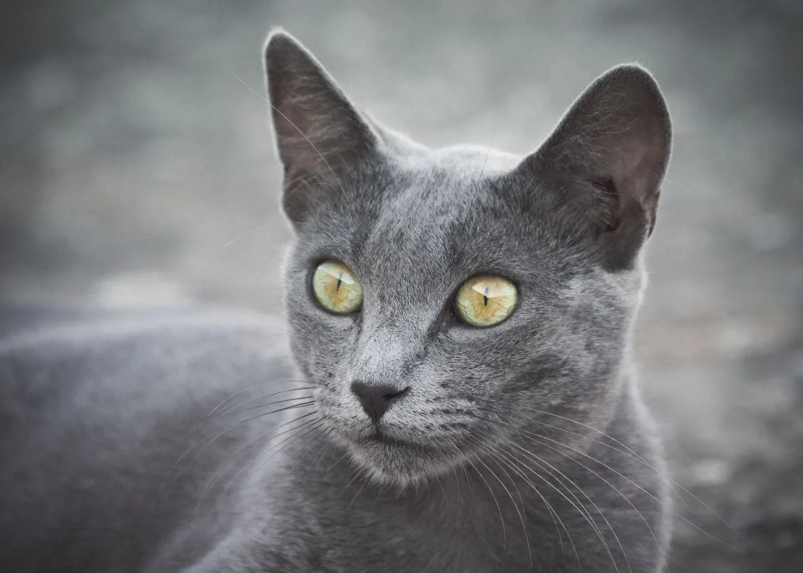 Russian Blue 3