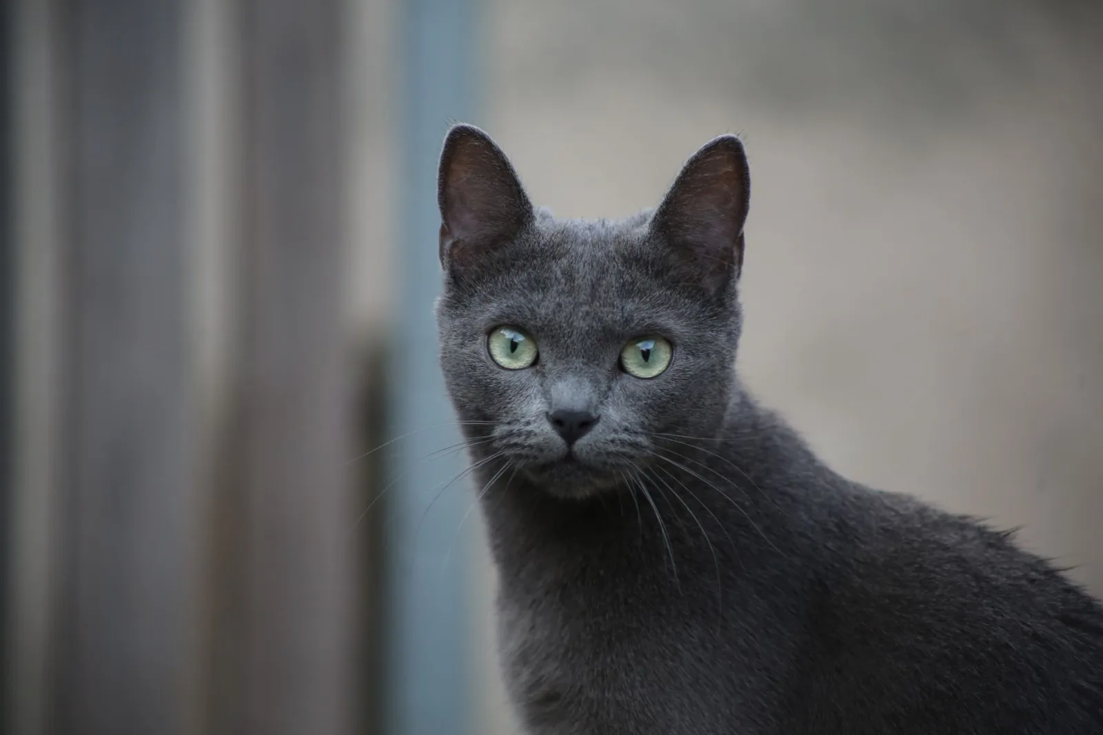 Russian Blue 4
