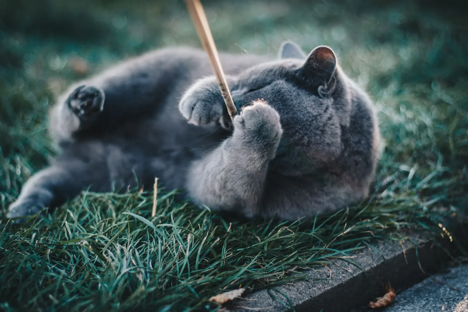 Russian Blue 5