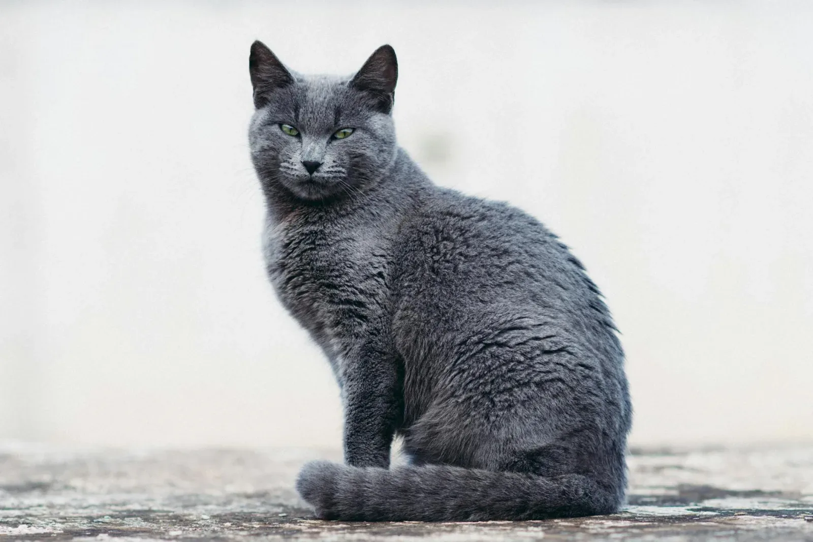 Russian Blue 6