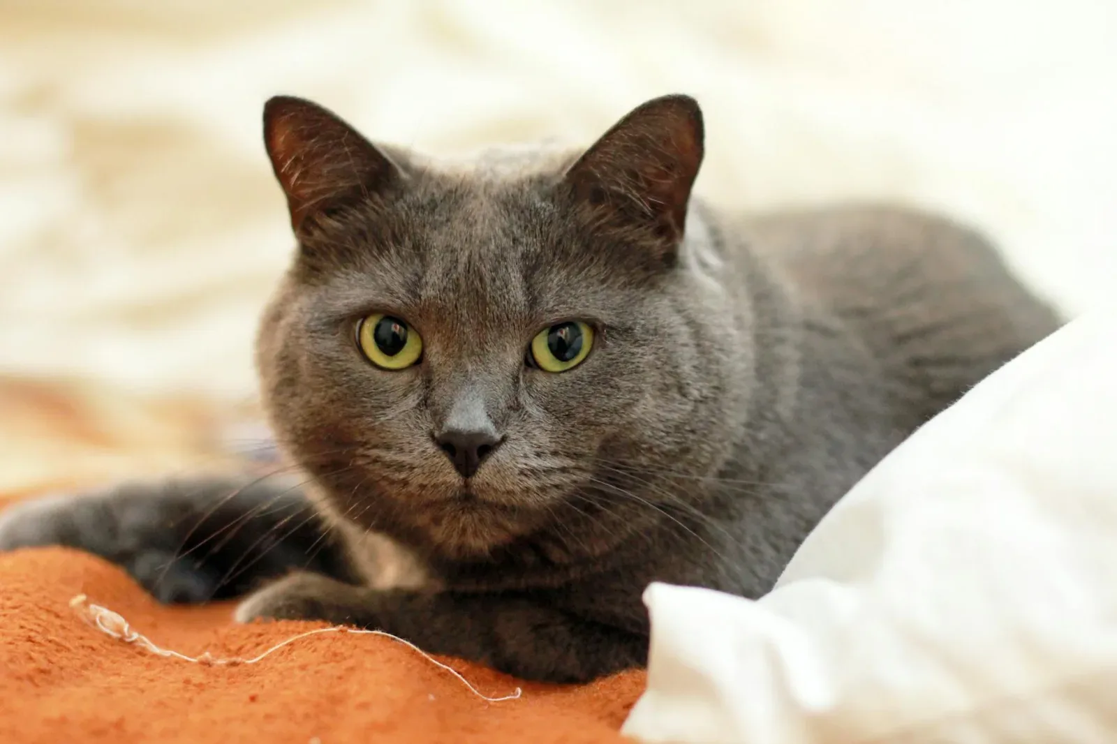 Russian Blue 7