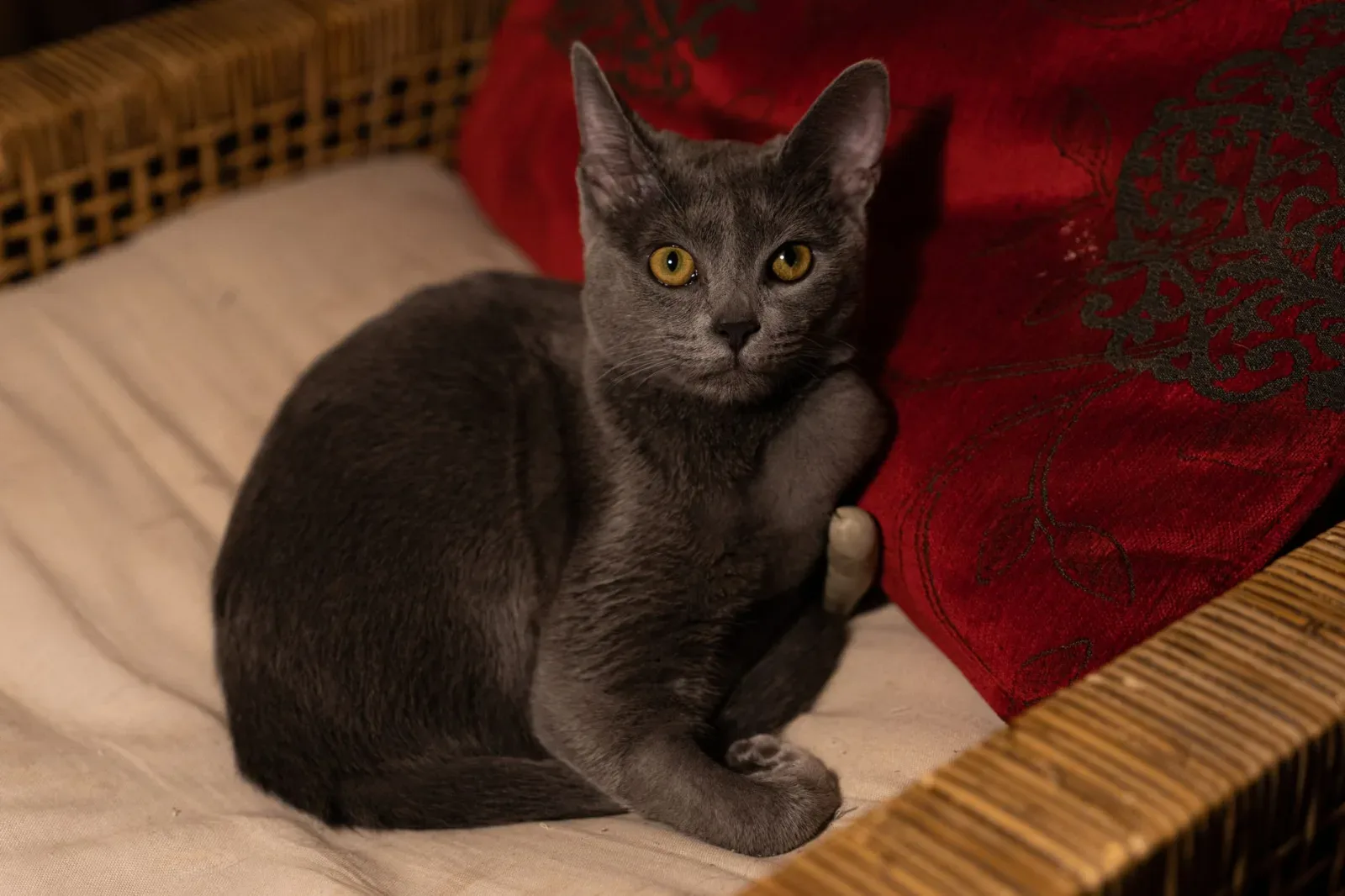 Russian Blue 8