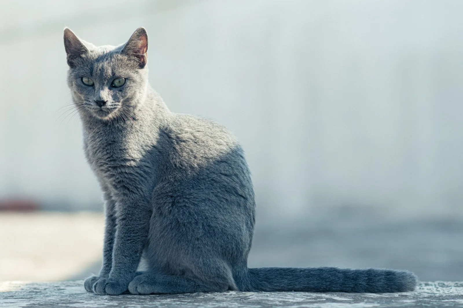 Russian Blue 9