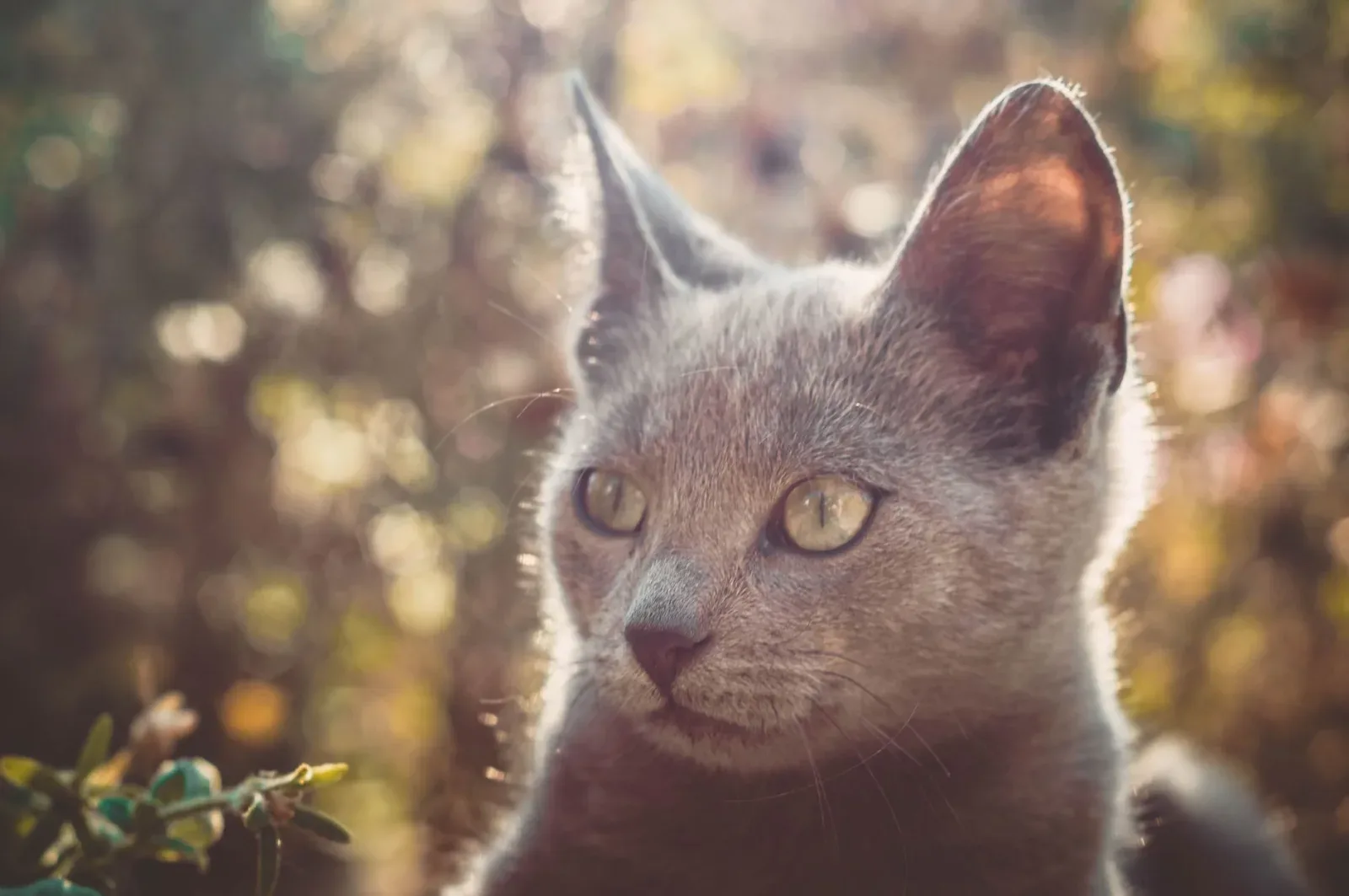 Russian Blue