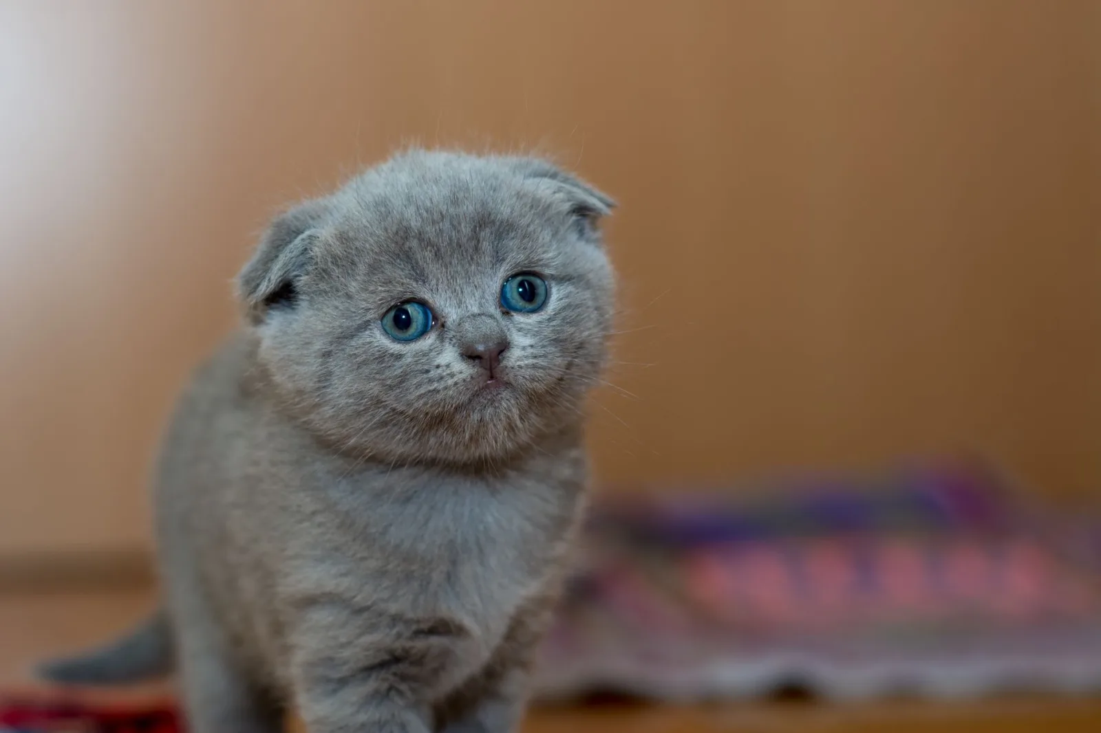 Scottish Fold 1