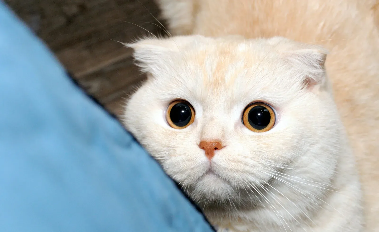 Scottish Fold 10